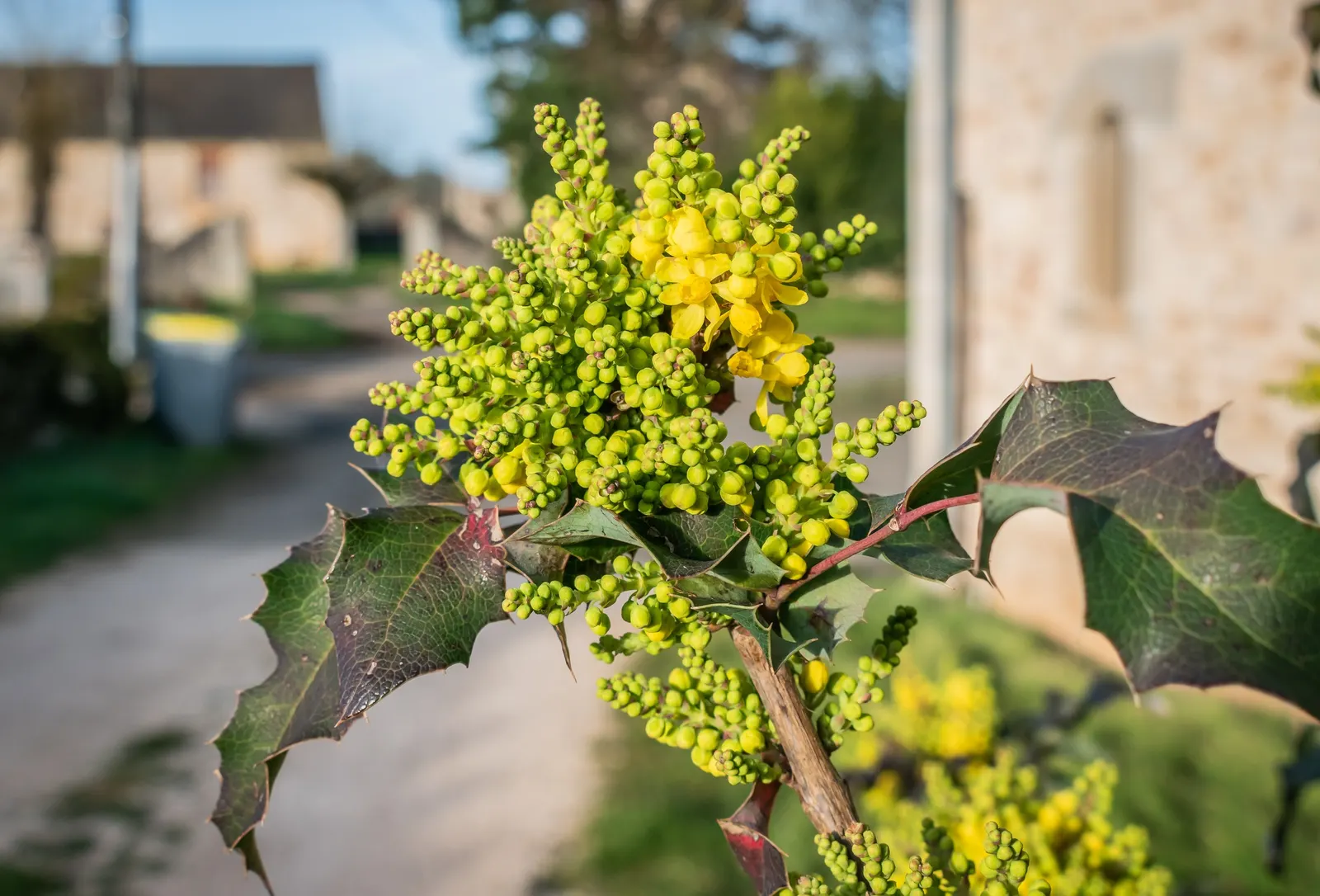 Oregon Grape (Mahonia Aquifolium) — It is adaptable to a range of soil conditions