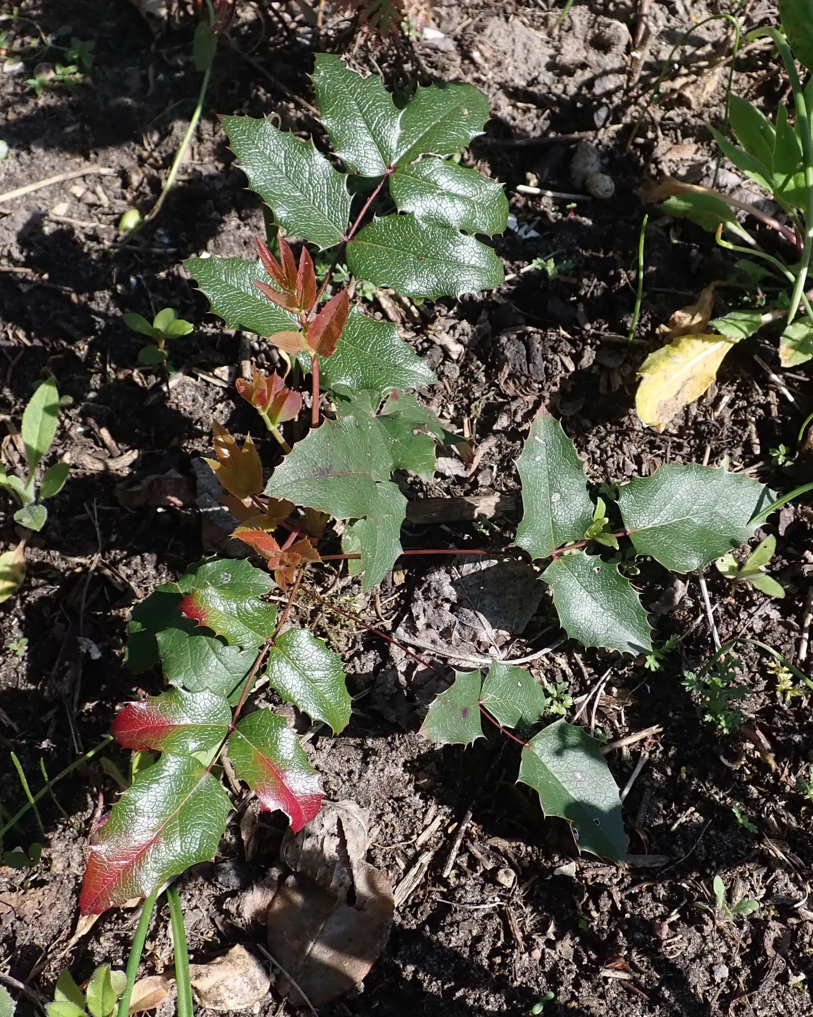 Oregon Grape (Mahonia Aquifolium) — prefers well-drained soil; drought tolerant once established