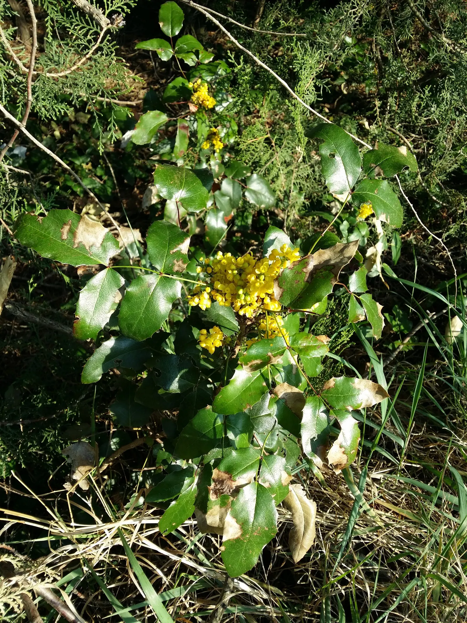 Oregon Grape (Mahonia Aquifolium) — from well-drained sandy soil to clay; scientifically known as Mahonia aquifolium, image 83