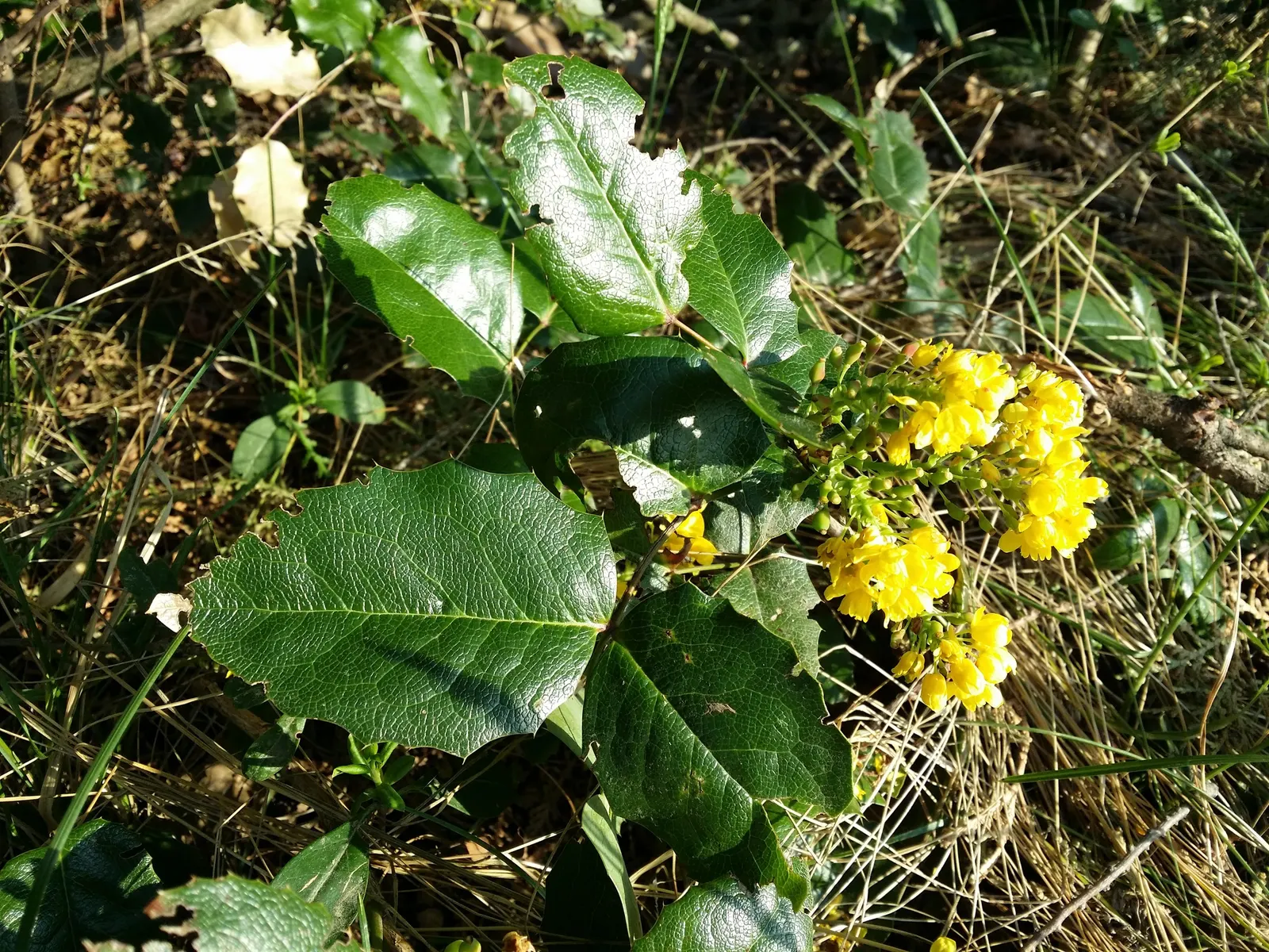 Oregon Grape (Mahonia Aquifolium) — Oregon Grape (Mahonia aquifolium) is an evergreen shrub with holly-like leaves, reaching heights of 3-6ft, image 61
