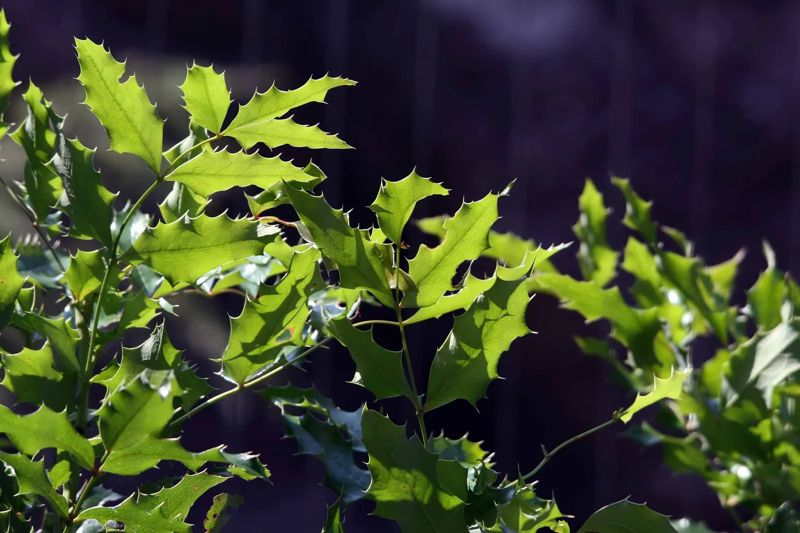 Oregon Grape (Mahonia Aquifolium) — Its yellow flowers bloom in early spring, followed by purple-blue berries; being an excellent choice for the, image 122