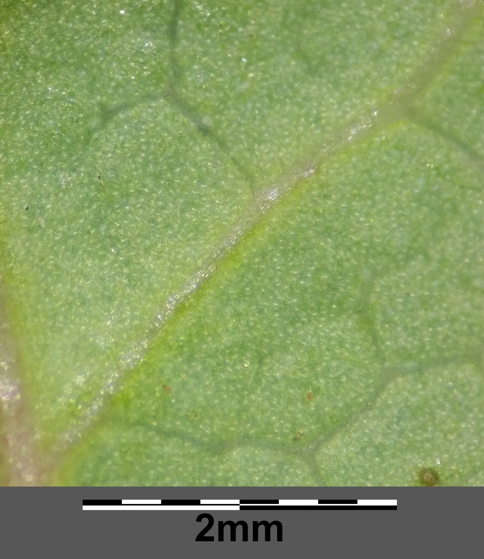 Oregon Grape (Mahonia Aquifolium) — With a moderate growth rate; though it tolerates full sun in cooler climates, image 132