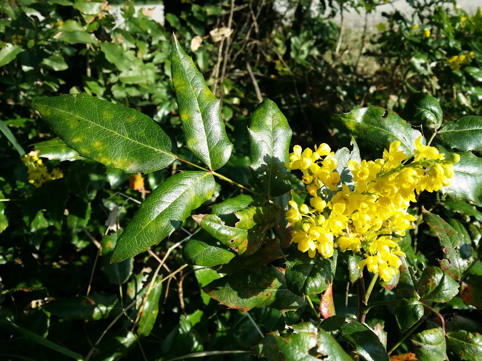Oregon Grape (Mahonia Aquifolium) — Oregon Grape is a low-maintenance addition to the landscape; broadleaf evergreen / shrub with yellow blooms, image 146