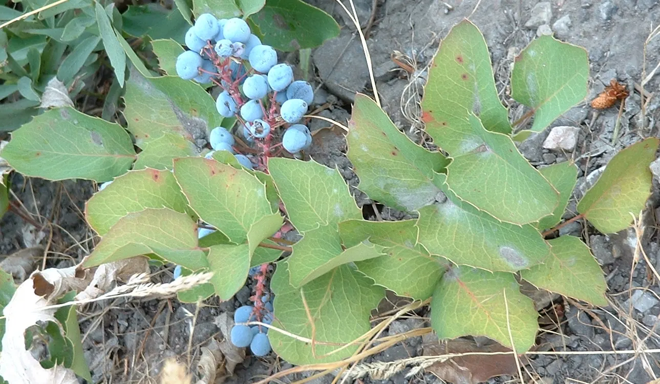 Oregon Grape (Mahonia Aquifolium) — scientifically known as Mahonia aquifolium; from well-drained sandy soil to clay