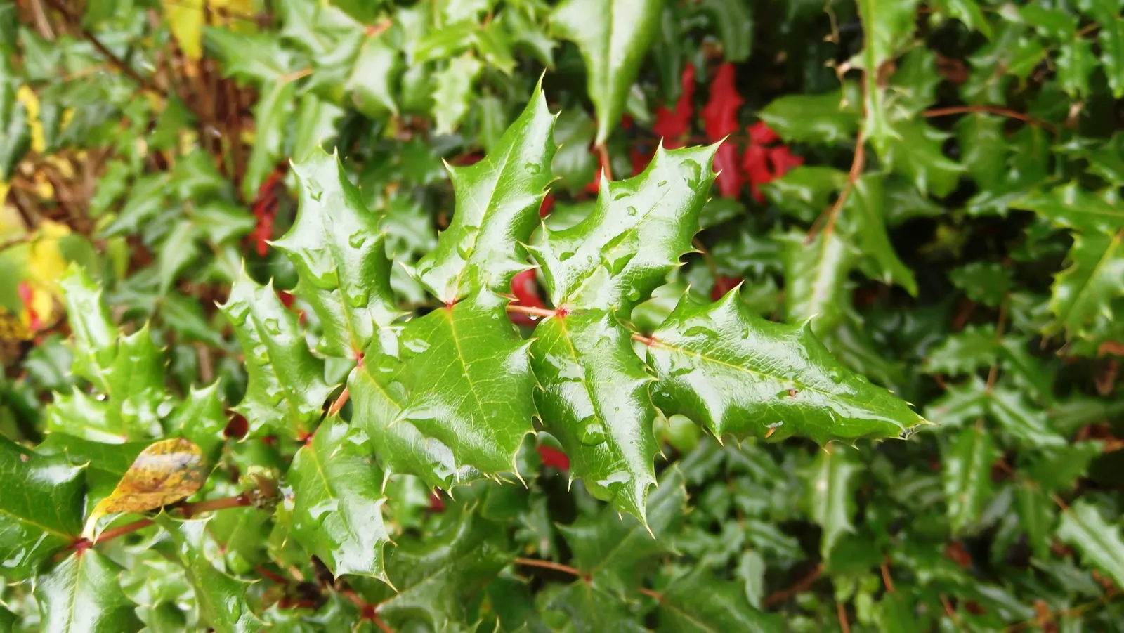 Oregon Grape (Mahonia Aquifolium) — These dark green, glossy leaves provide year-round interest and turn into a striking bronze-red in the winter