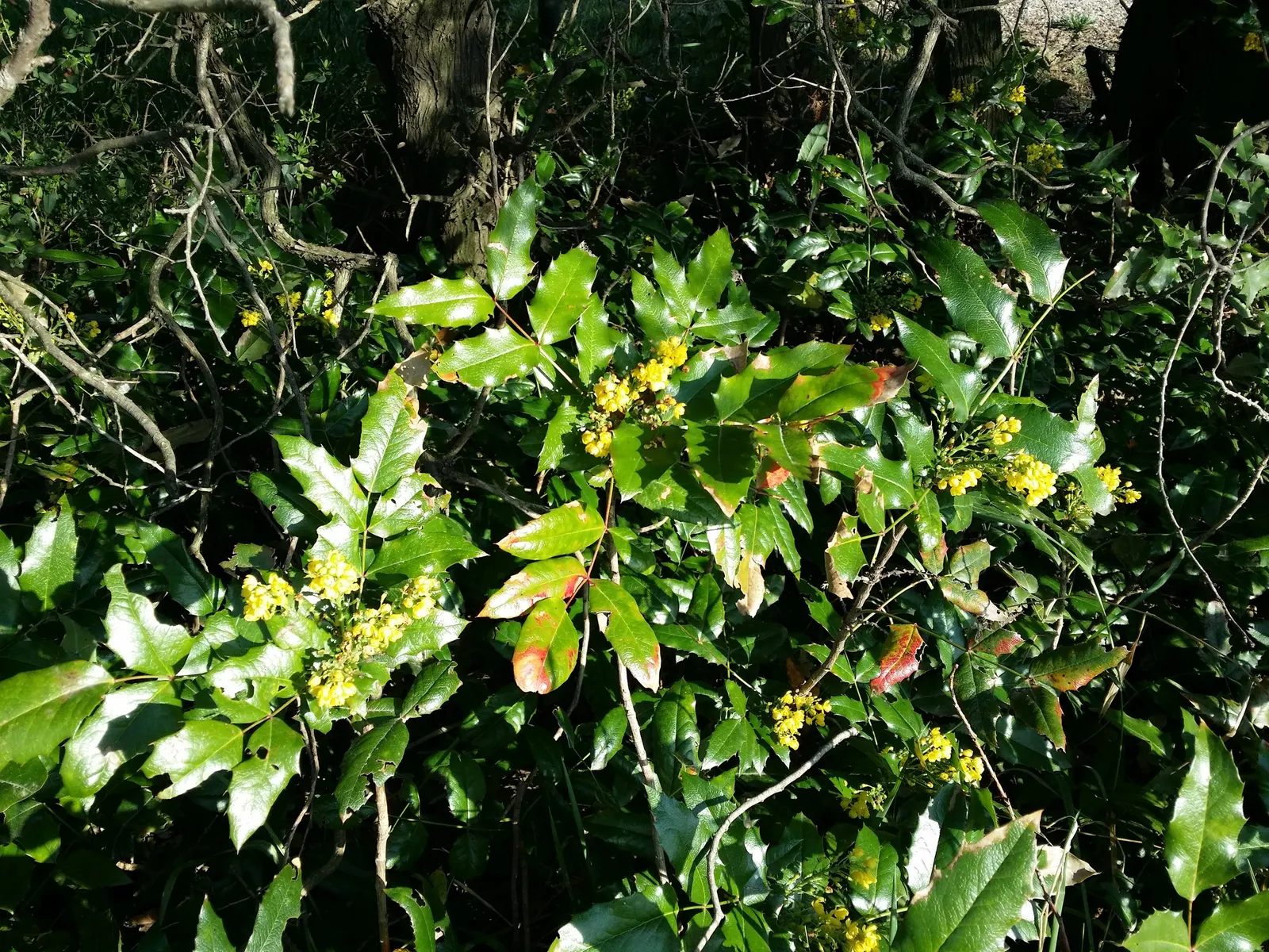 Oregon Grape (Mahonia Aquifolium) — This low-maintenance plant thrives in partial to full shade; each close to 3 inches in length, image 153