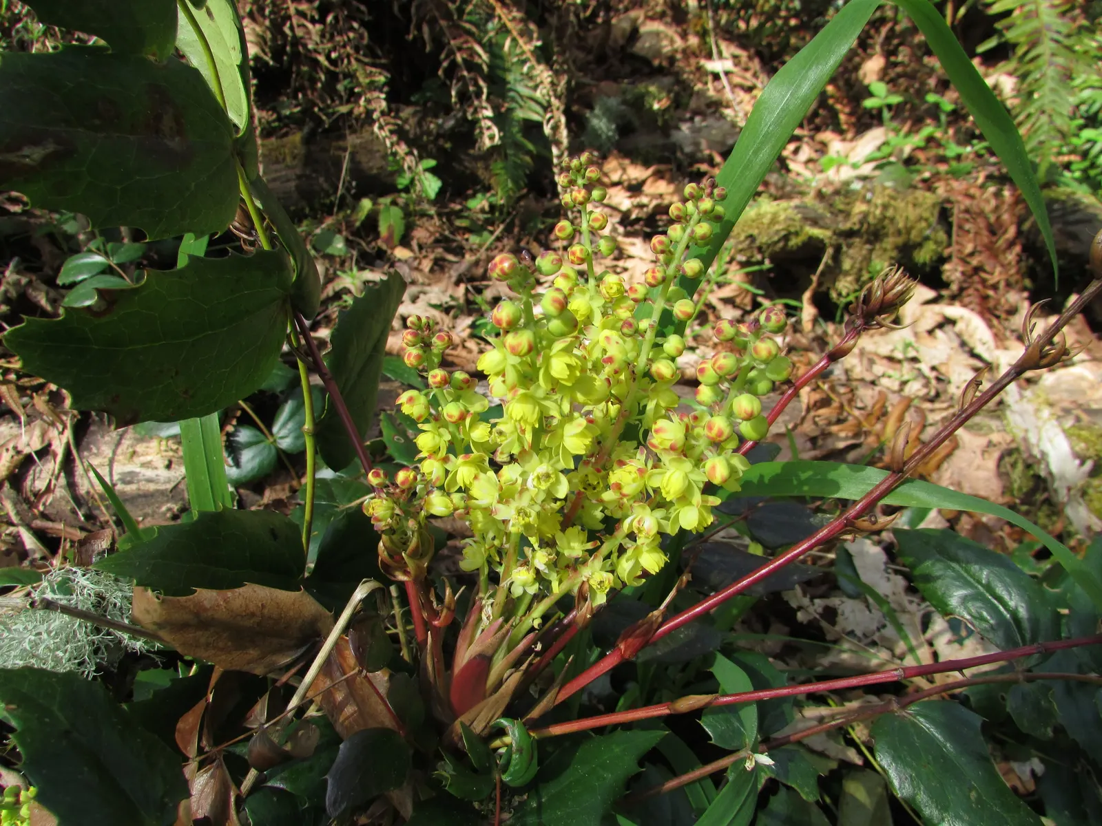 Oregon Grape (Mahonia Aquifolium) — from well-drained sandy soil to clay