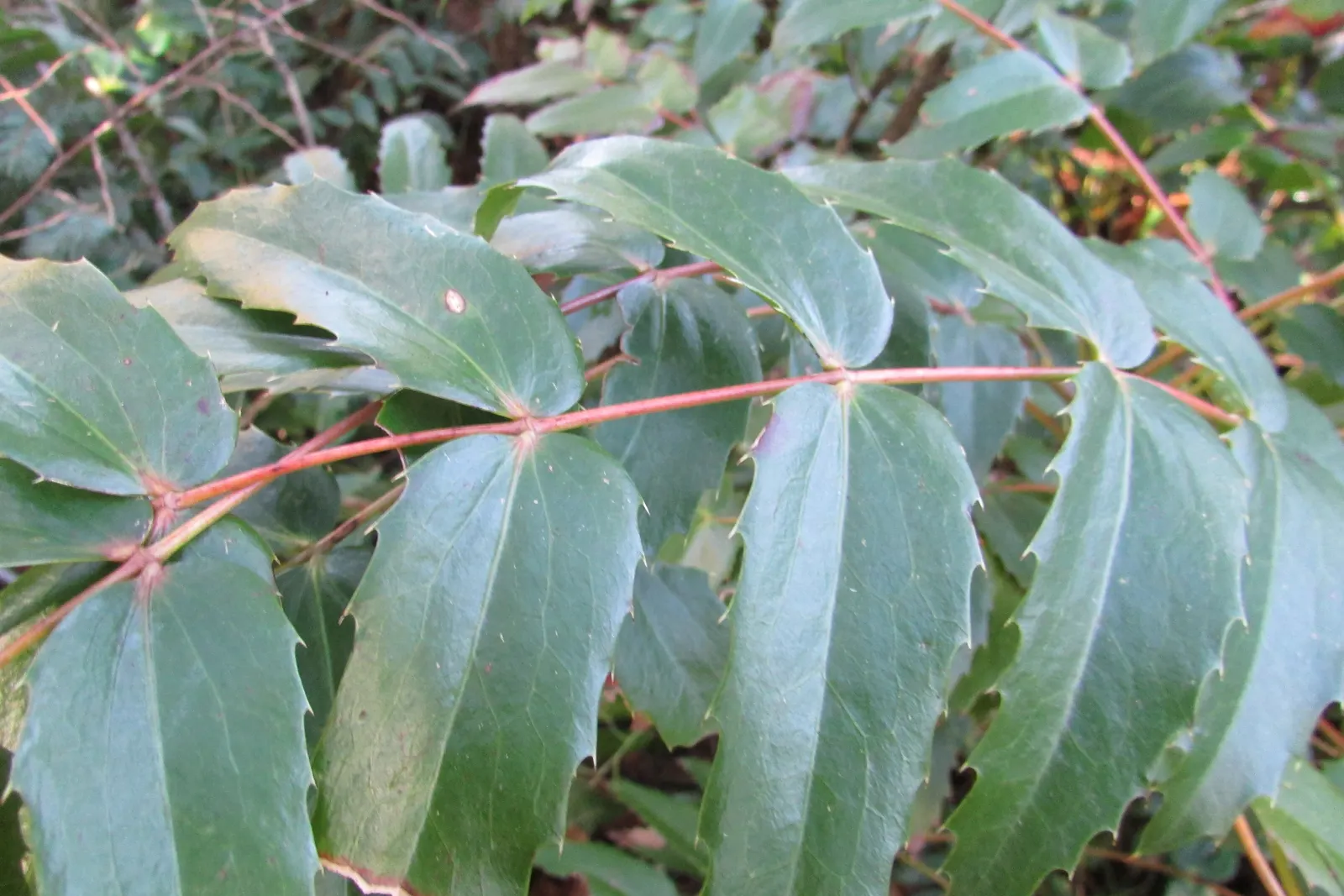 Oregon Grape (Mahonia Aquifolium) — It is admired for both its ornamental and ecological value