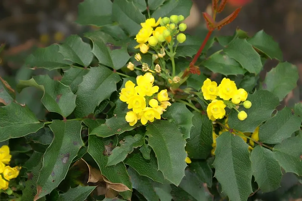 Oregon Grape (Mahonia Aquifolium) — yellow flowers in the garden; this plant typically achieves a height of 3 to 6 feet and spreads approximately 2, image 118