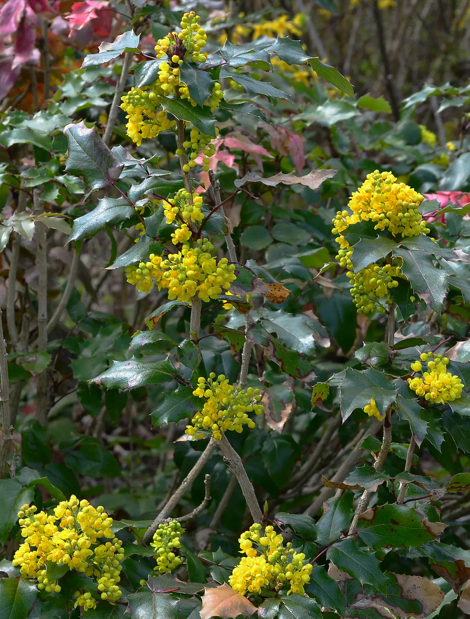 Oregon Grape (Mahonia Aquifolium) — attract various bird species