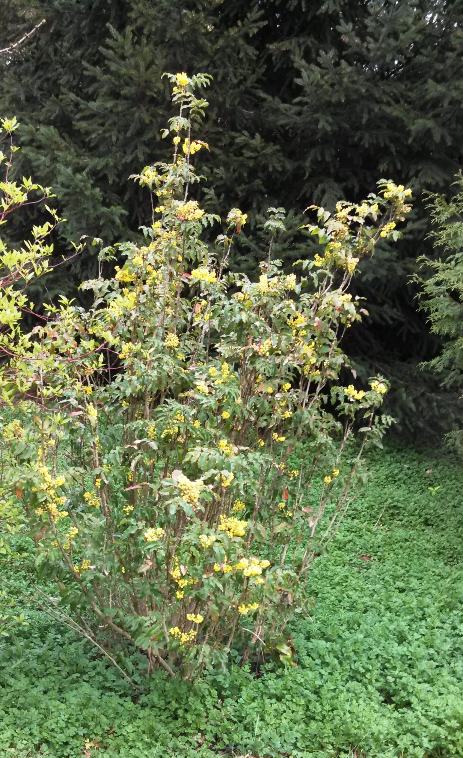 Oregon Grape (Mahonia Aquifolium) — and each leaflet measuring up to 3 inches long
