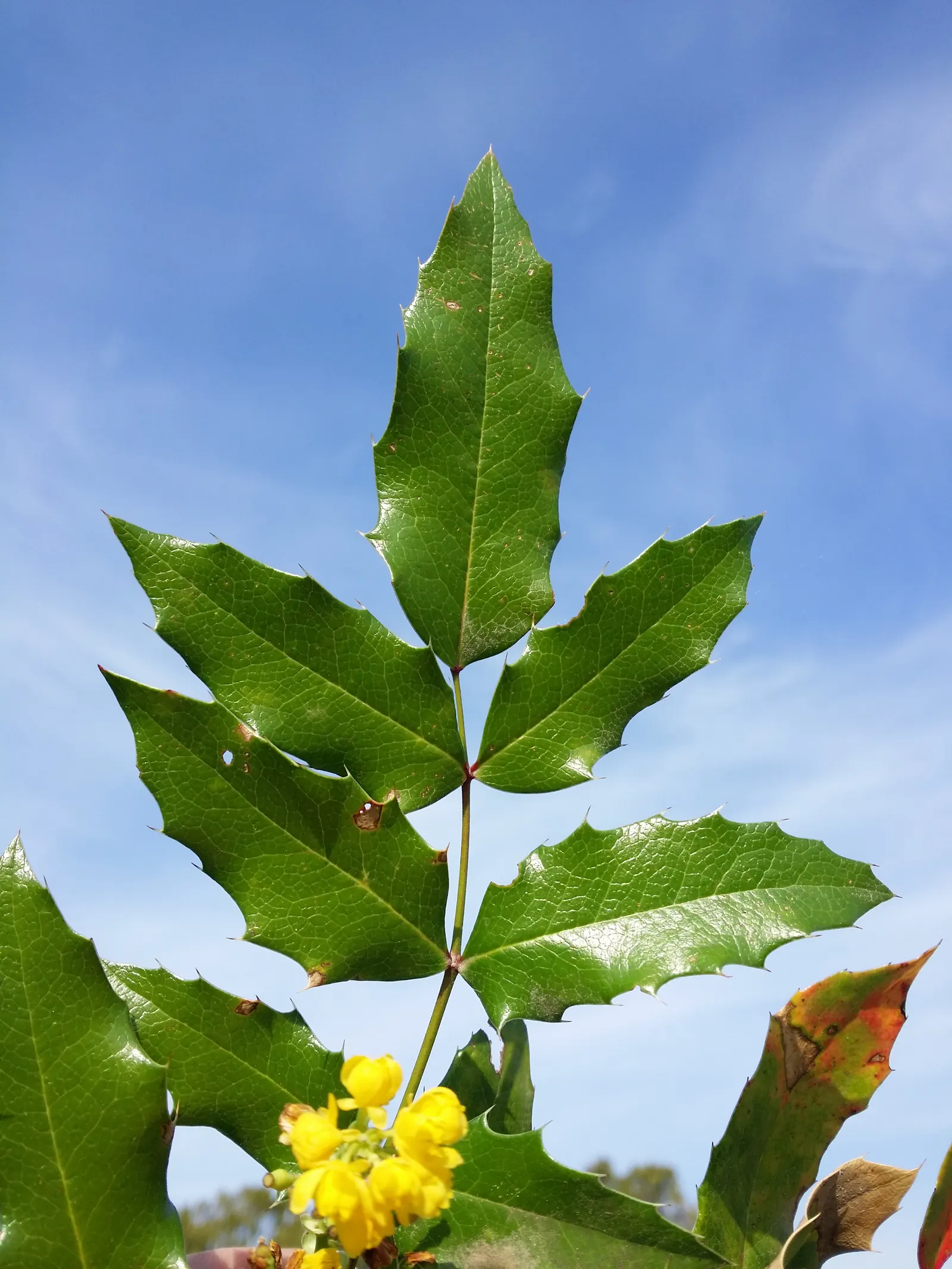 Oregon Grape (Mahonia Aquifolium) — attract various bird species; the Oregon Grape produces vibrant yellow flower clusters, image 140