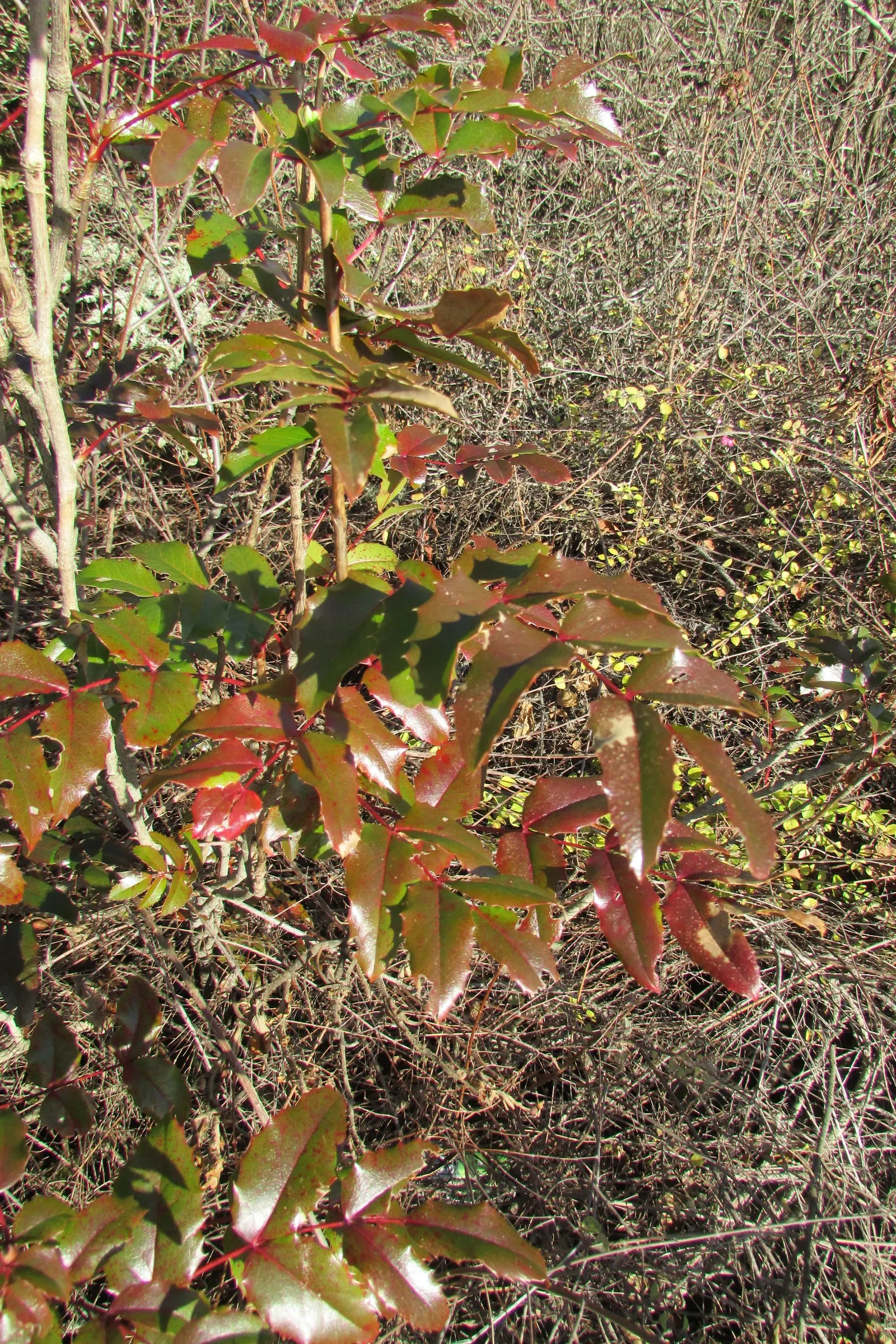 Oregon Grape (Mahonia Aquifolium) — being an excellent choice for the thoughtful landscape designer