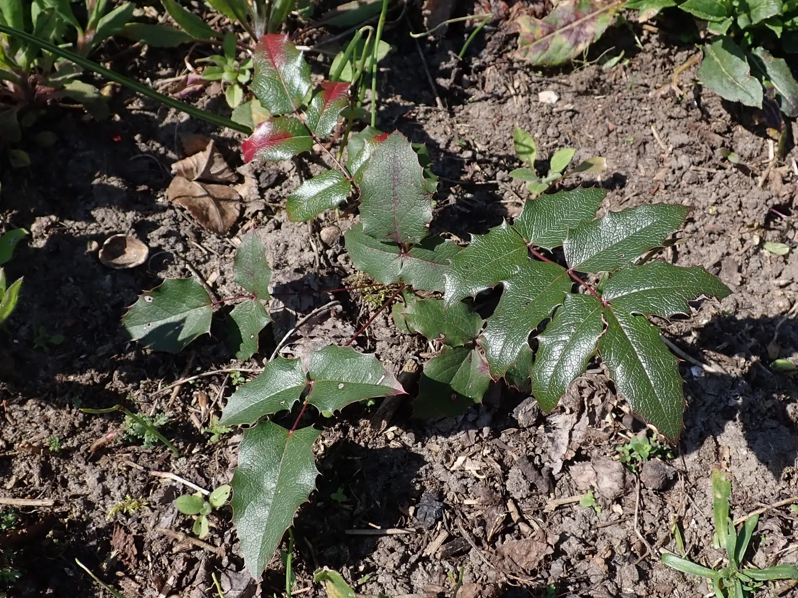 Oregon Grape (Mahonia Aquifolium) — and is hardy to -20°F; its yellow flowers bloom in early spring, followed by purple-blue berries