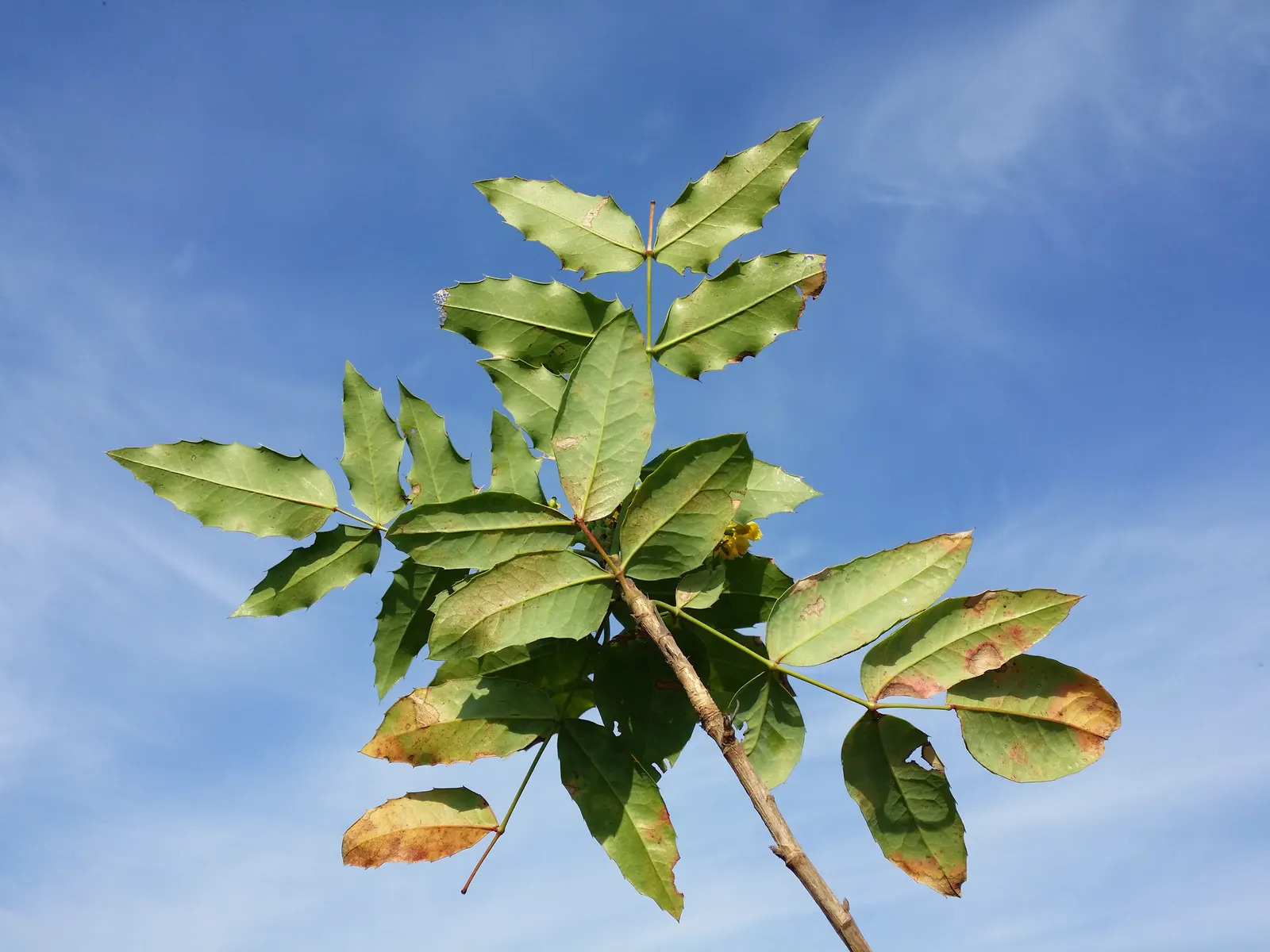 Oregon Grape (Mahonia Aquifolium) — It serves as an excellent ground cover or barrier plant; is a distinguished evergreen shrub native to the, image 156