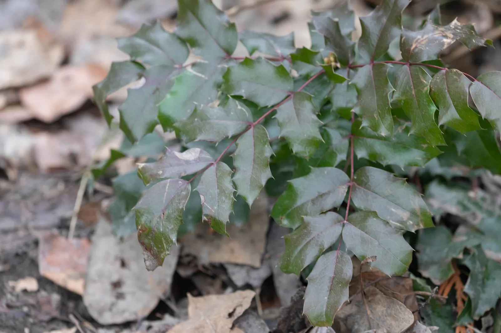Oregon Grape (Mahonia Aquifolium) — attract various bird species; the Oregon Grape produces vibrant yellow flower clusters
