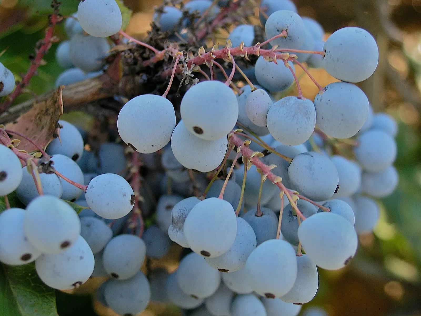 Oregon Grape (Mahonia Aquifolium) — each close to 3 inches in length; this low-maintenance plant thrives in partial to full shade, image 138