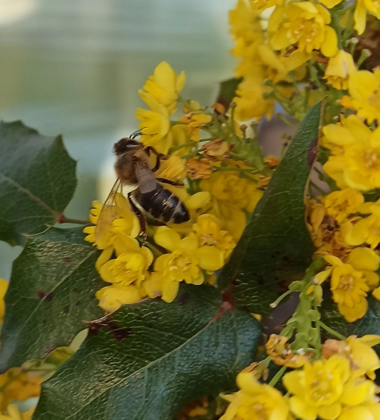 Oregon Grape (Mahonia Aquifolium) — is a distinguished evergreen shrub native to the Pacific Northwest; broadleaf evergreen / shrub for full or, image 159