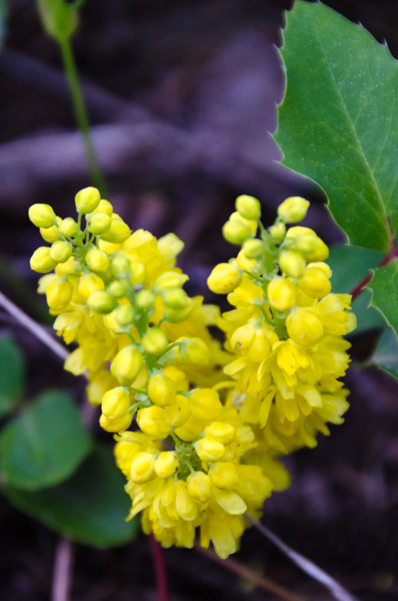 Oregon Grape (Mahonia Aquifolium) — scientifically known as Mahonia aquifolium; from well-drained sandy soil to clay, image 68