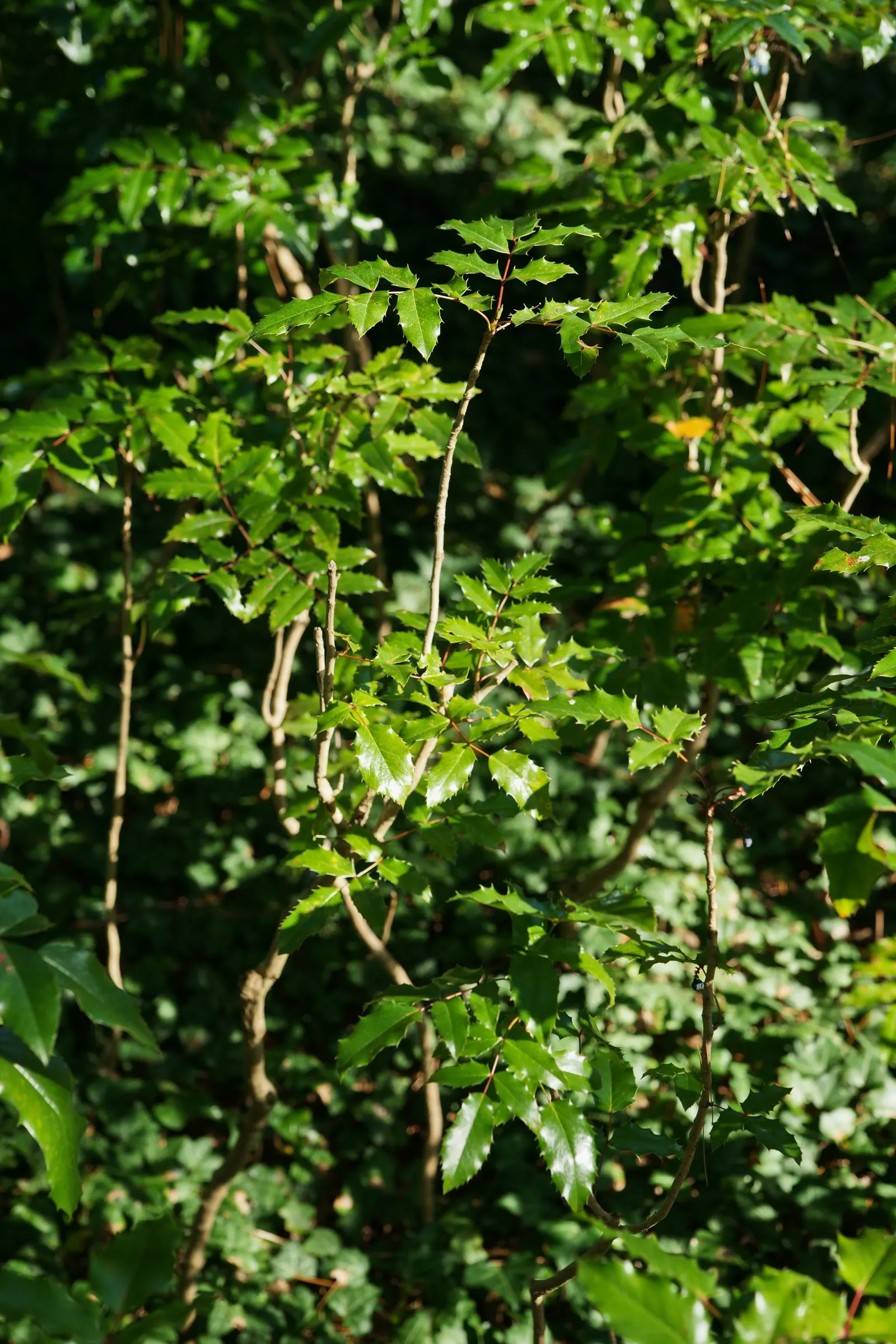Oregon Grape (Mahonia Aquifolium) — broadleaf evergreen / shrub for full or half or shade; requiring minimal care beyond occasional pruning to, image 90
