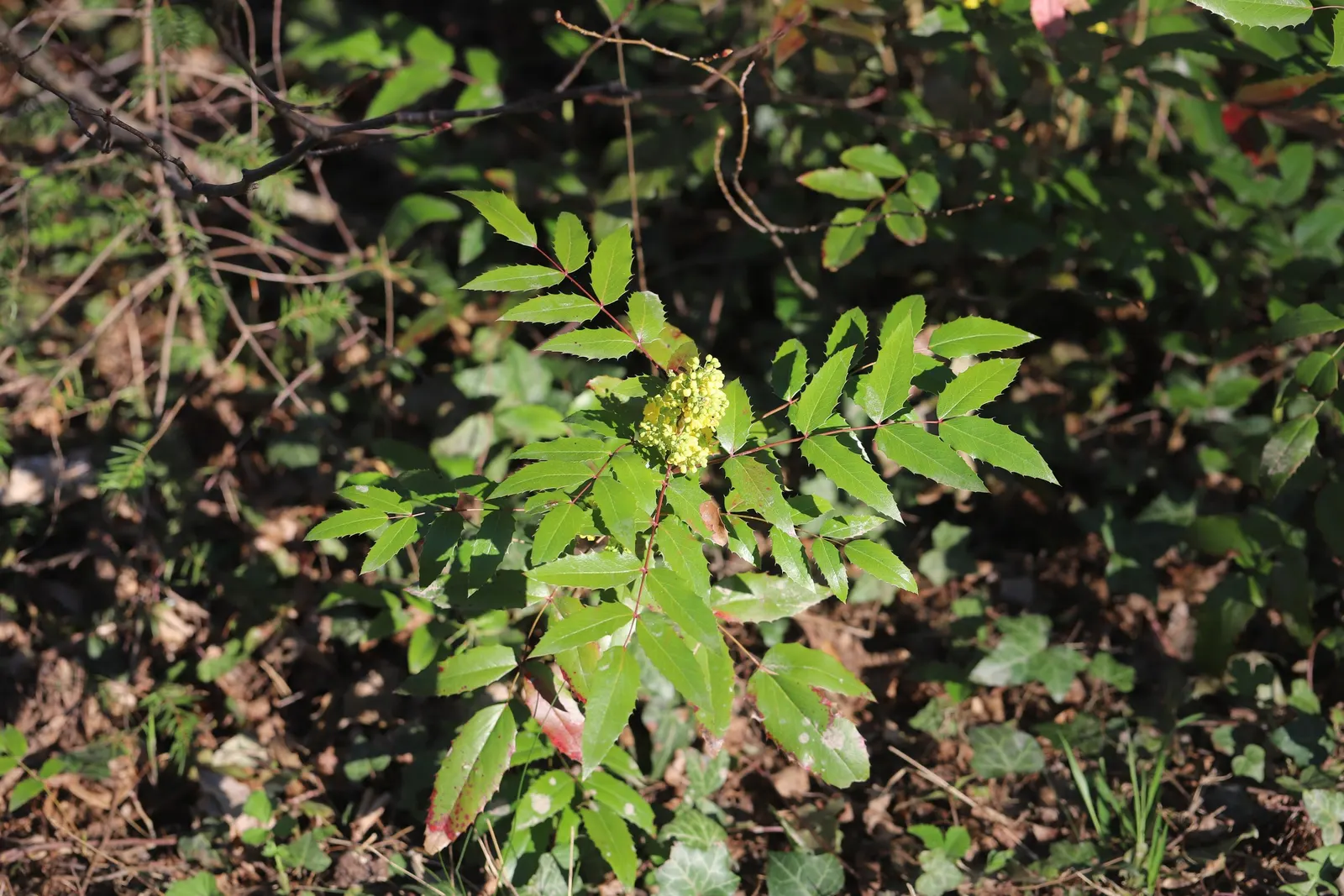 Oregon Grape (Mahonia Aquifolium) — with 5 to 9 leaflets per leaf; and is hardy to -20°F, image 74