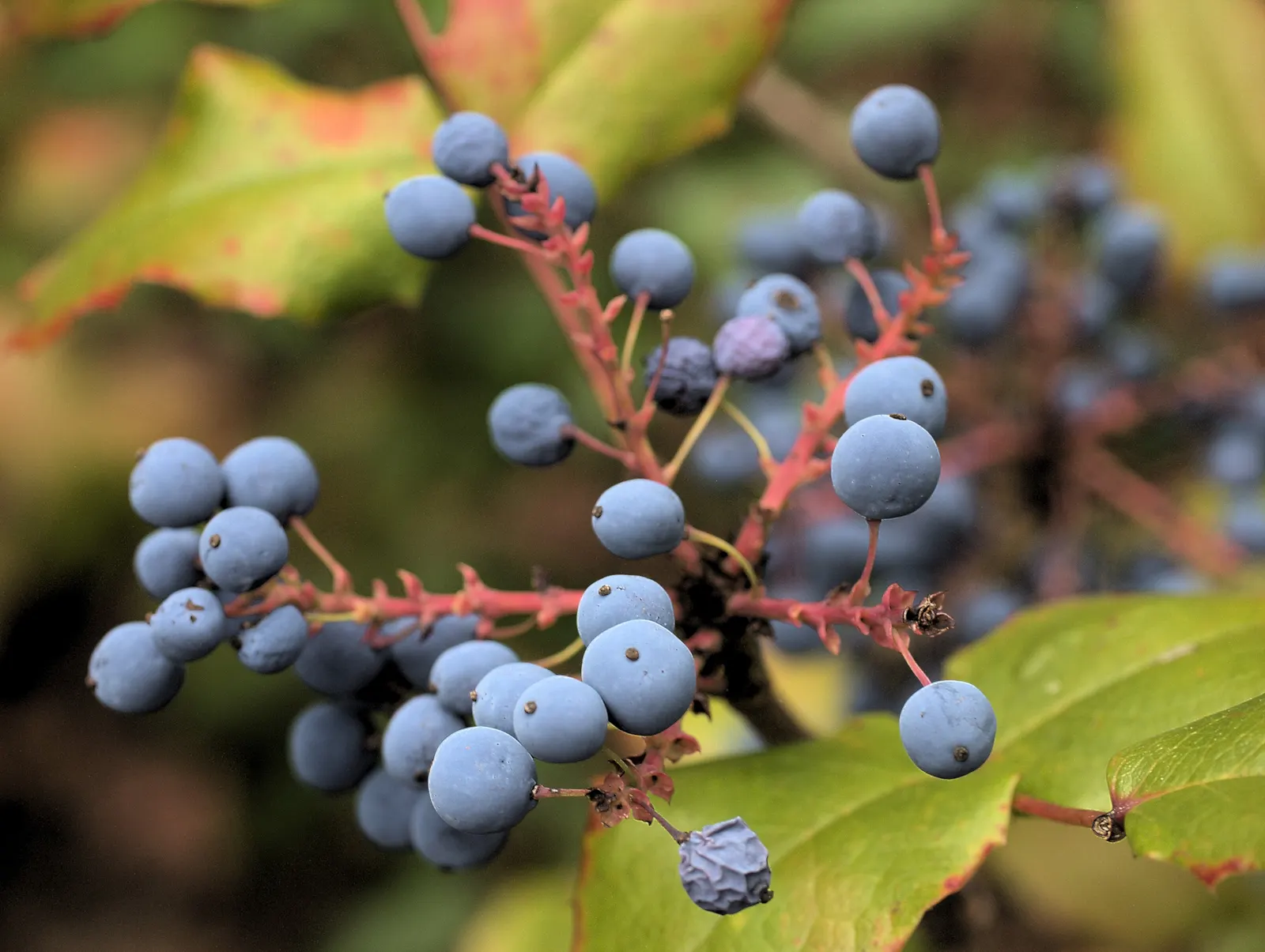 Oregon Grape (Mahonia Aquifolium) — Drought tolerant once established; it is adaptable to a range of soil conditions