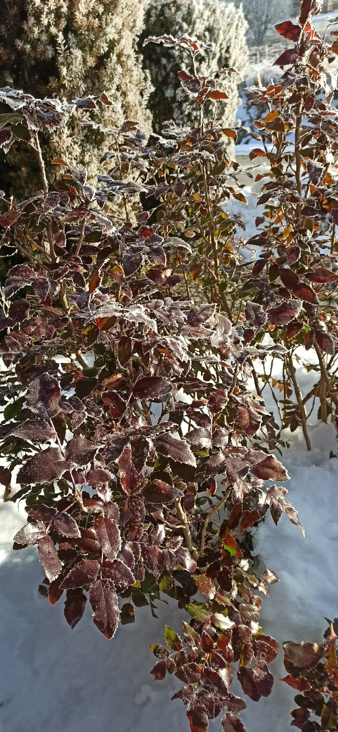 Oregon Grape (Mahonia Aquifolium) — this plant typically achieves a height of 3 to 6 feet and spreads approximately 2 to 5 feet wide; yellow, image 163