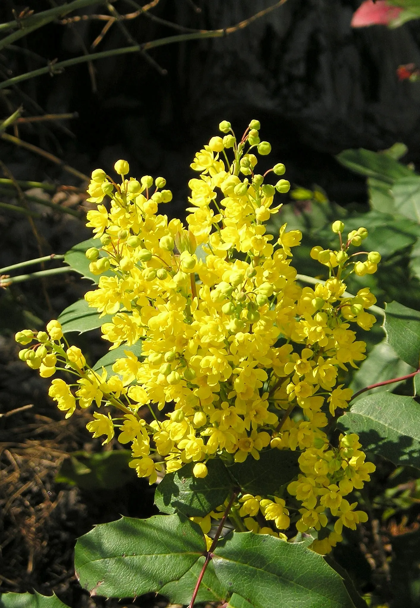Oregon Grape (Mahonia Aquifolium) — Its yellow flowers bloom in early spring, followed by purple-blue berries; being an excellent choice for the, image 92