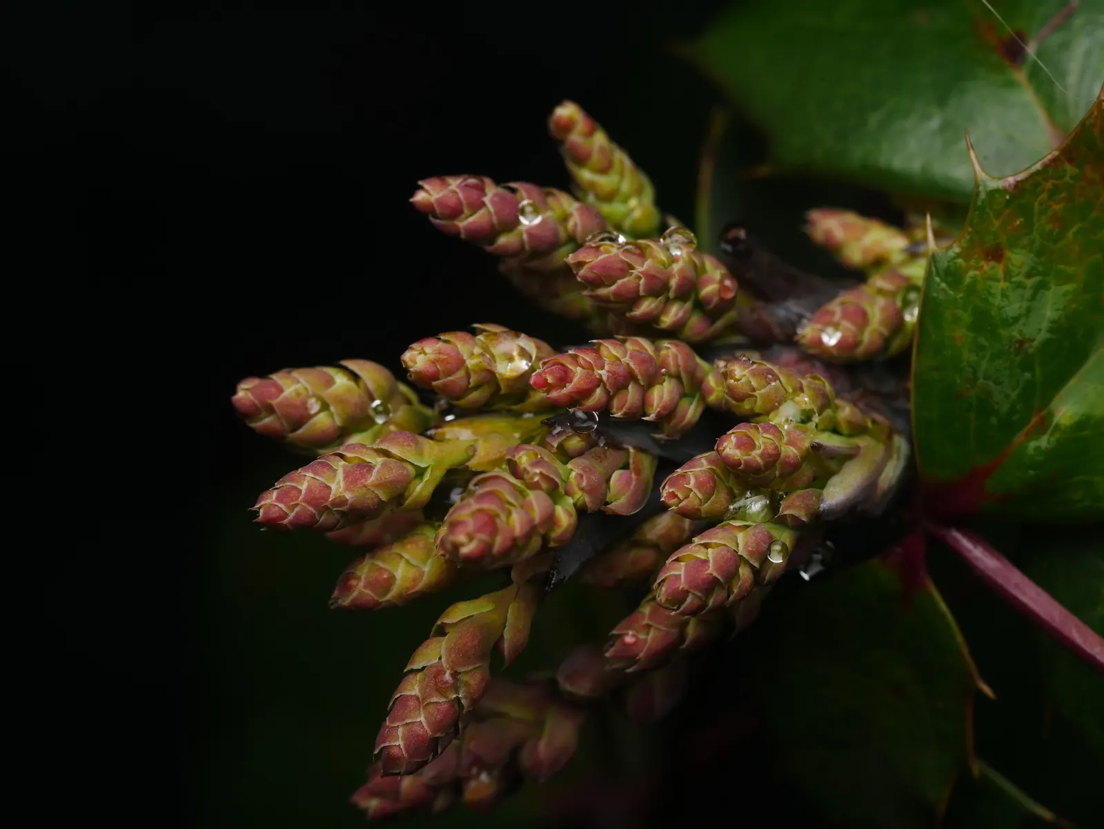 Oregon Grape (Mahonia Aquifolium) — This low-maintenance plant thrives in partial to full shade; each close to 3 inches in length, image 93