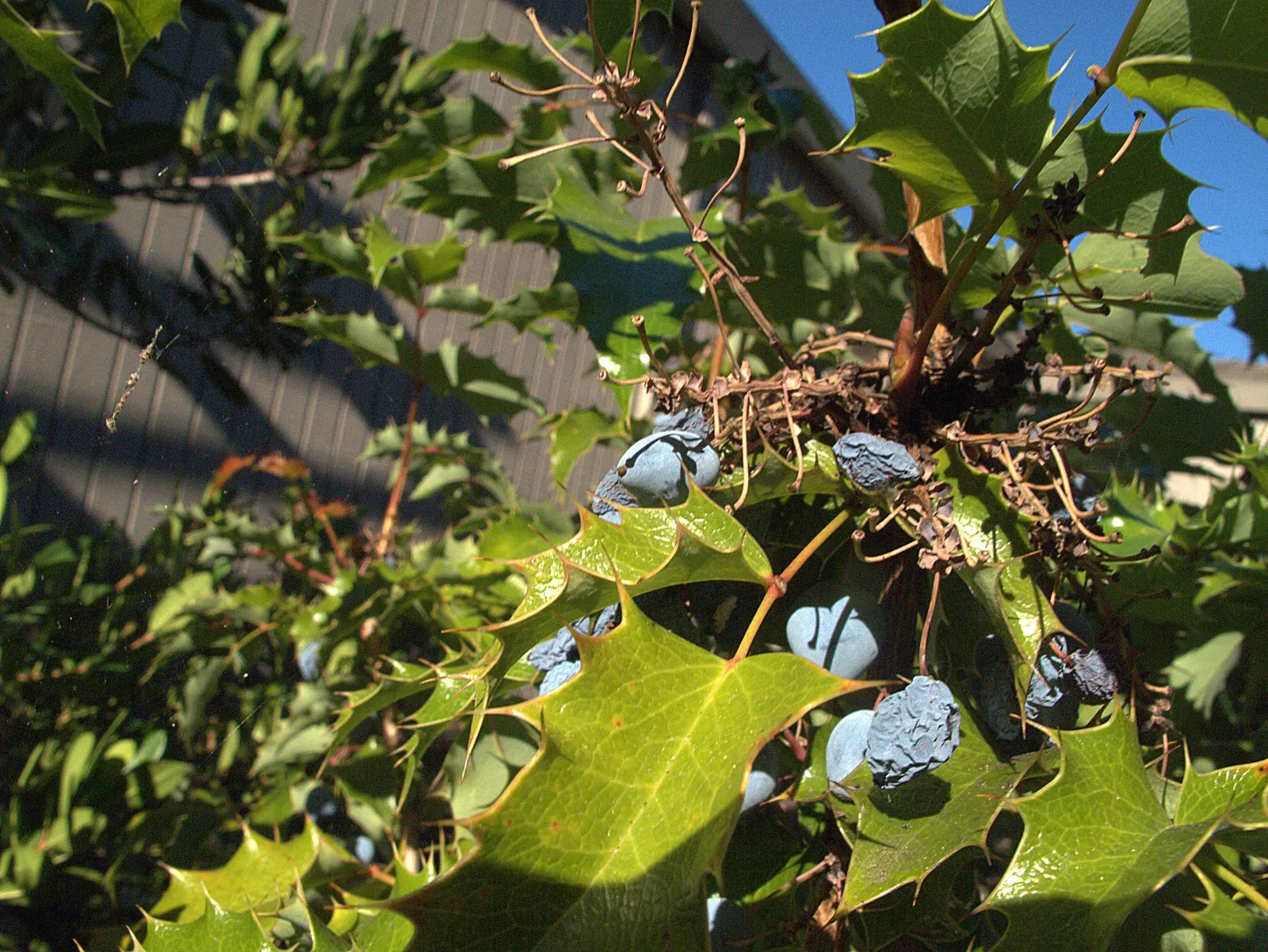Oregon Grape (Mahonia Aquifolium) — from well-drained sandy soil to clay; scientifically known as Mahonia aquifolium