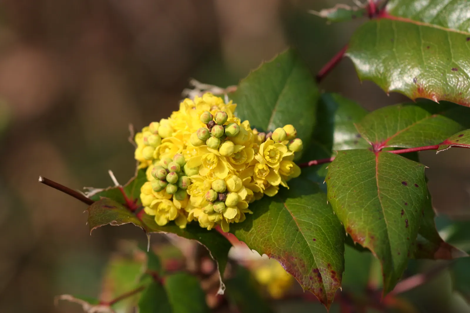 Oregon Grape (Mahonia Aquifolium) — edible blue-black berries by late summer; it is admired for both its ornamental and ecological value, image 79