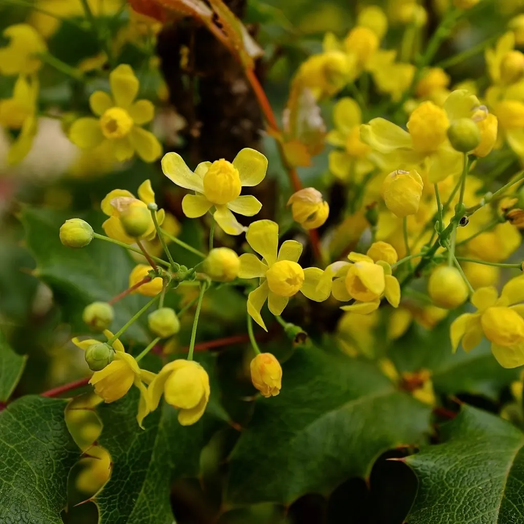 Oregon Grape (Mahonia Aquifolium) — being an excellent choice for the thoughtful landscape designer; with 5 to 9 leaflets per leaf, image 161