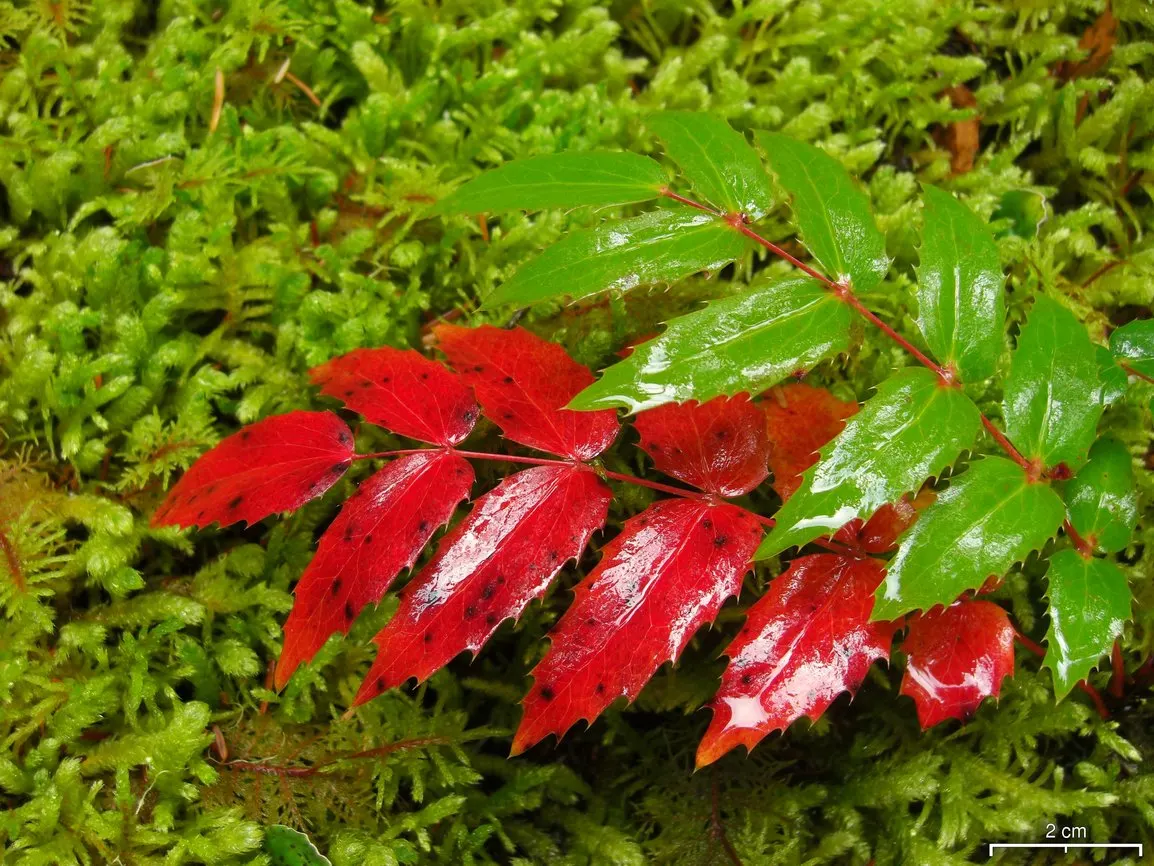 Oregon Grape (Mahonia Aquifolium) — requiring minimal care beyond occasional pruning to maintain its dense; it serves as an excellent ground cover or barrier