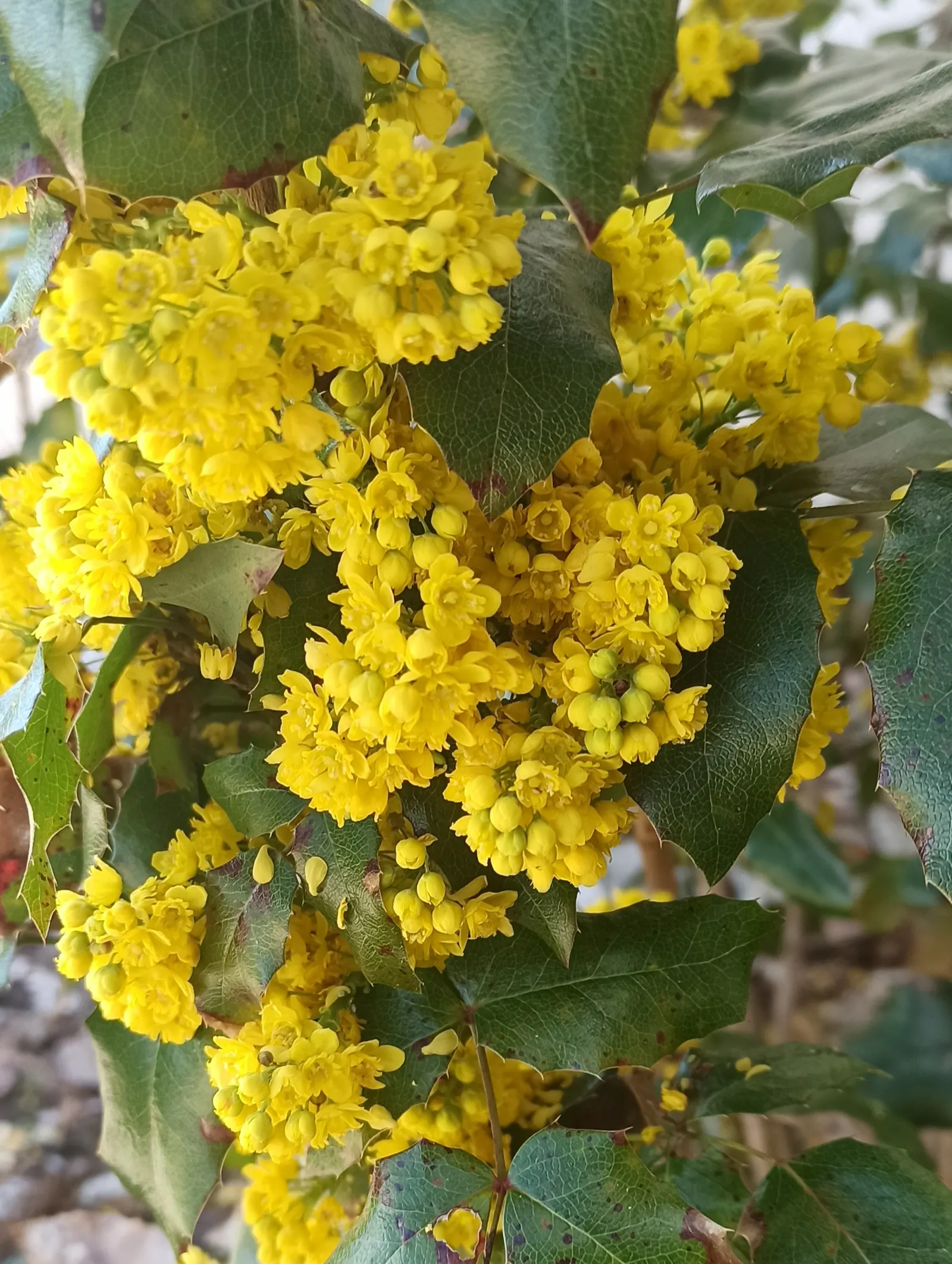 Oregon Grape (Mahonia Aquifolium) — with 5 to 9 leaflets per leaf; and is hardy to -20°F, image 164
