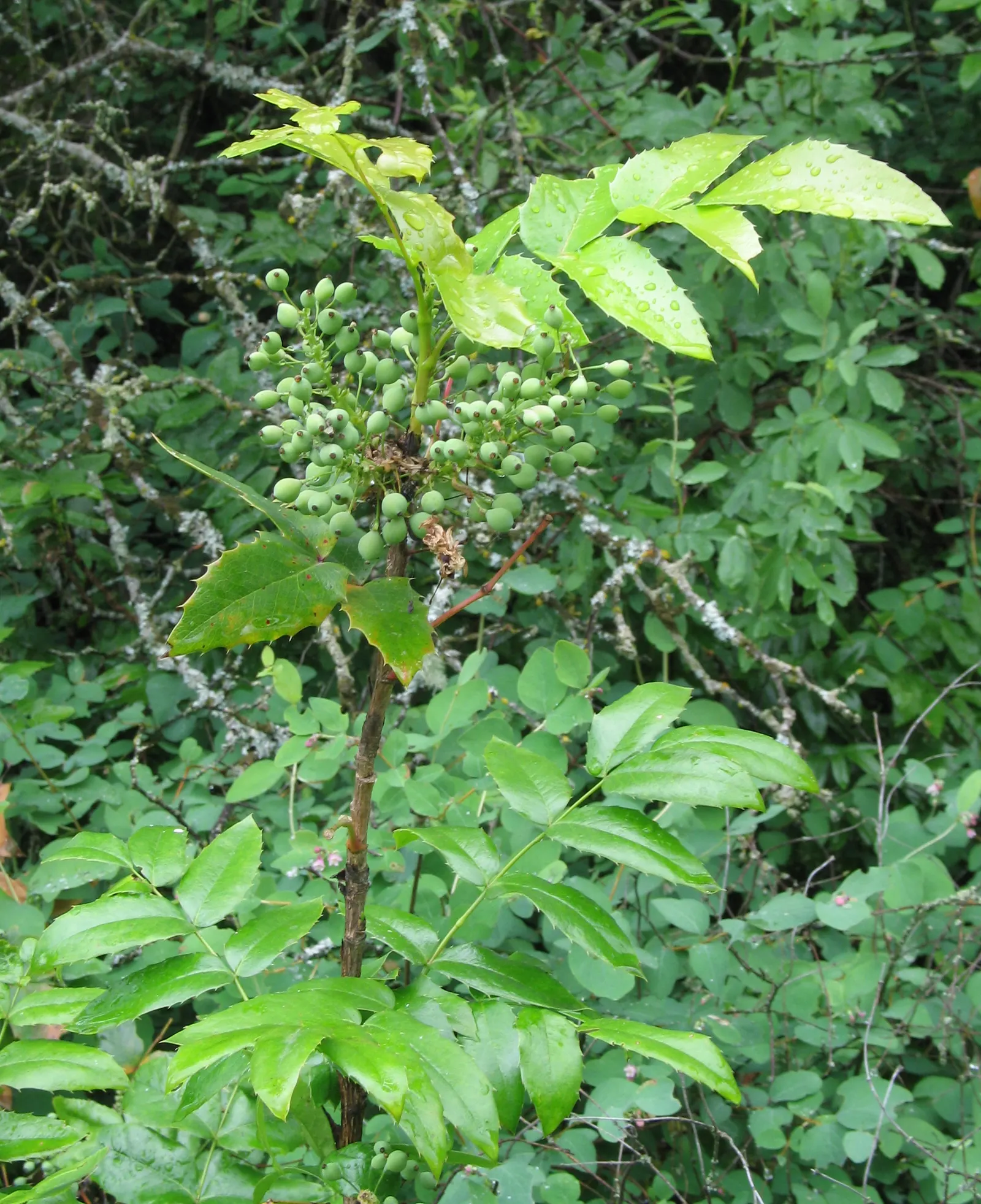 Oregon Grape (Mahonia Aquifolium) — It is admired for both its ornamental and ecological value; offering year-round interest and attracting local, image 70