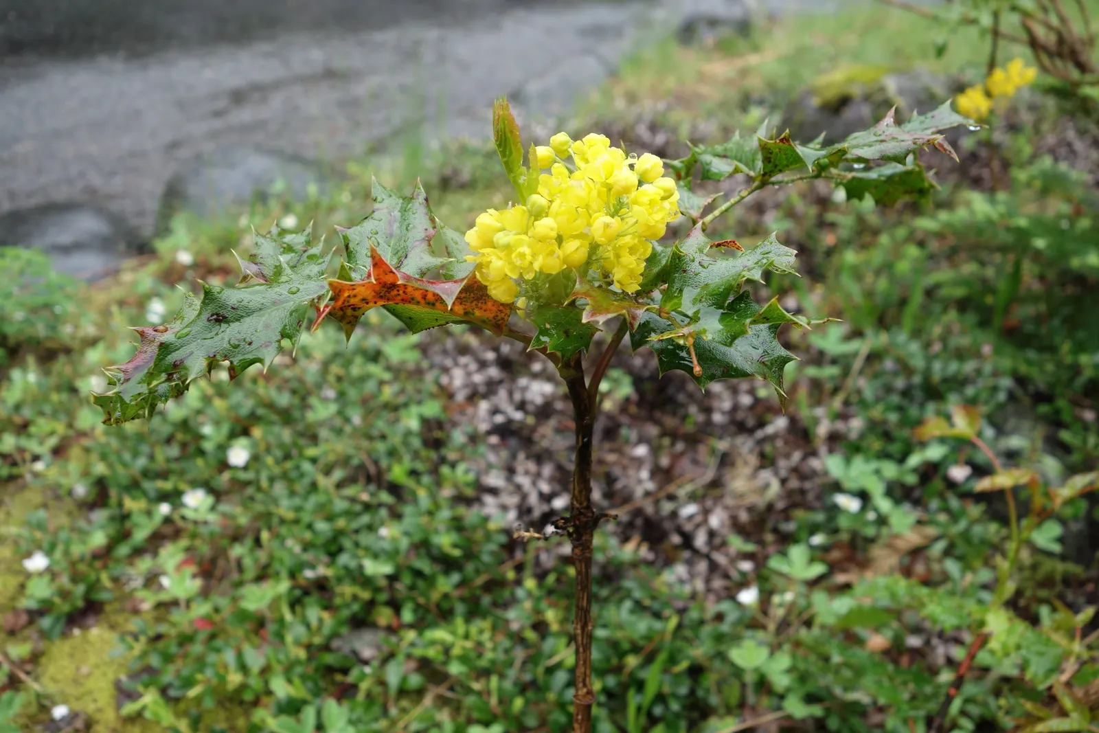Oregon Grape (Mahonia Aquifolium) — It serves as an excellent ground cover or barrier plant; is a distinguished evergreen shrub native to the, image 66