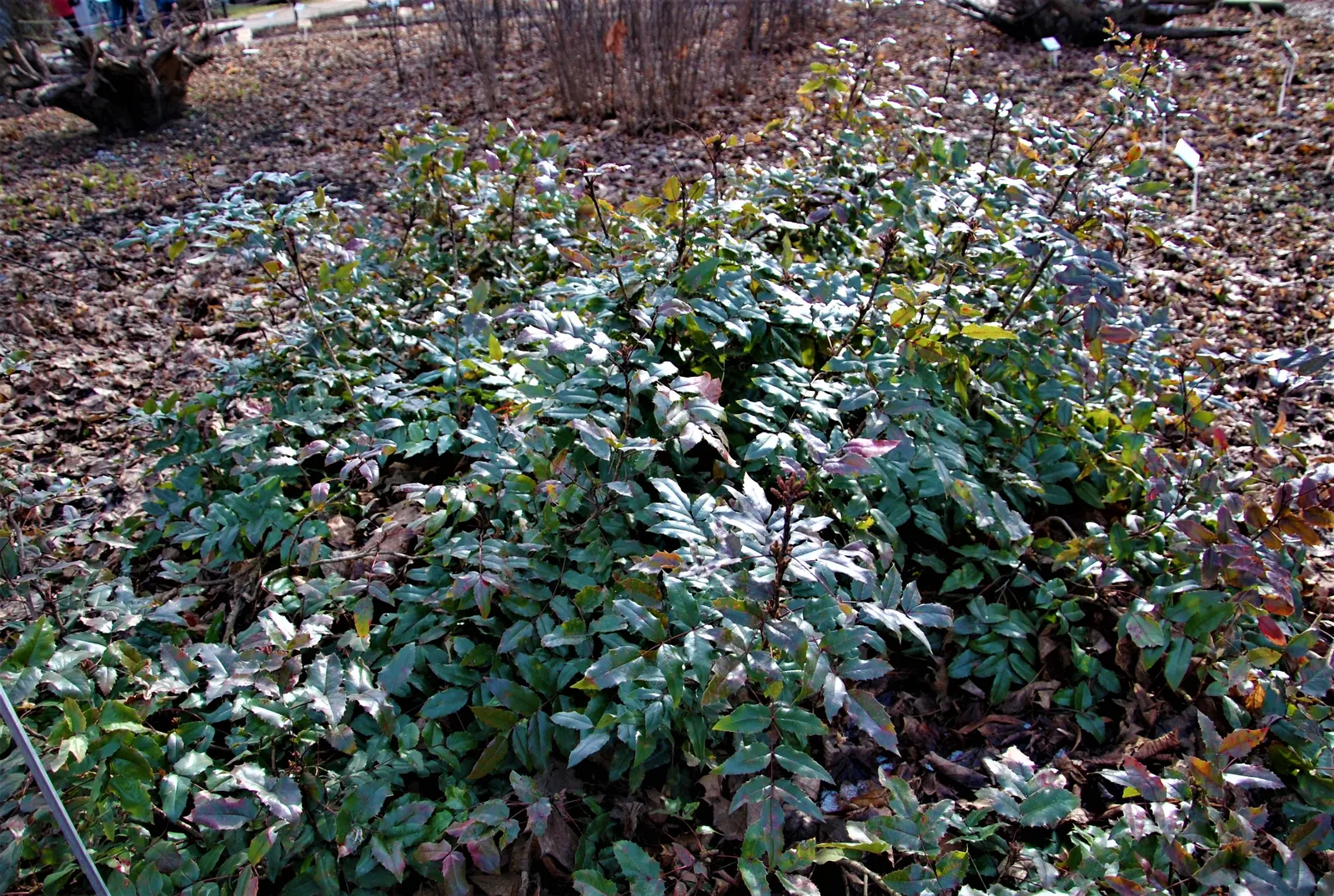 Oregon Grape (Mahonia Aquifolium) — With a moderate growth rate; though it tolerates full sun in cooler climates, image 162