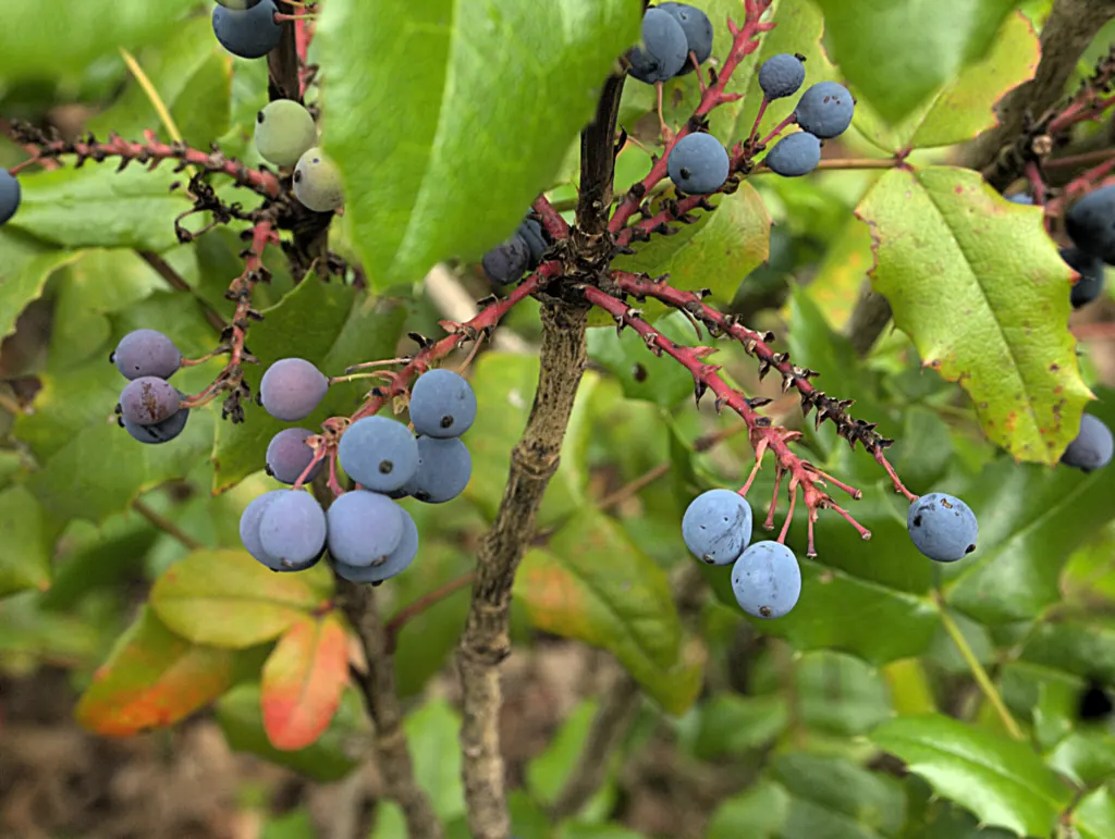 Oregon Grape (Mahonia Aquifolium) — Its yellow flowers bloom in early spring, followed by purple-blue berries; being an excellent choice for the, image 62