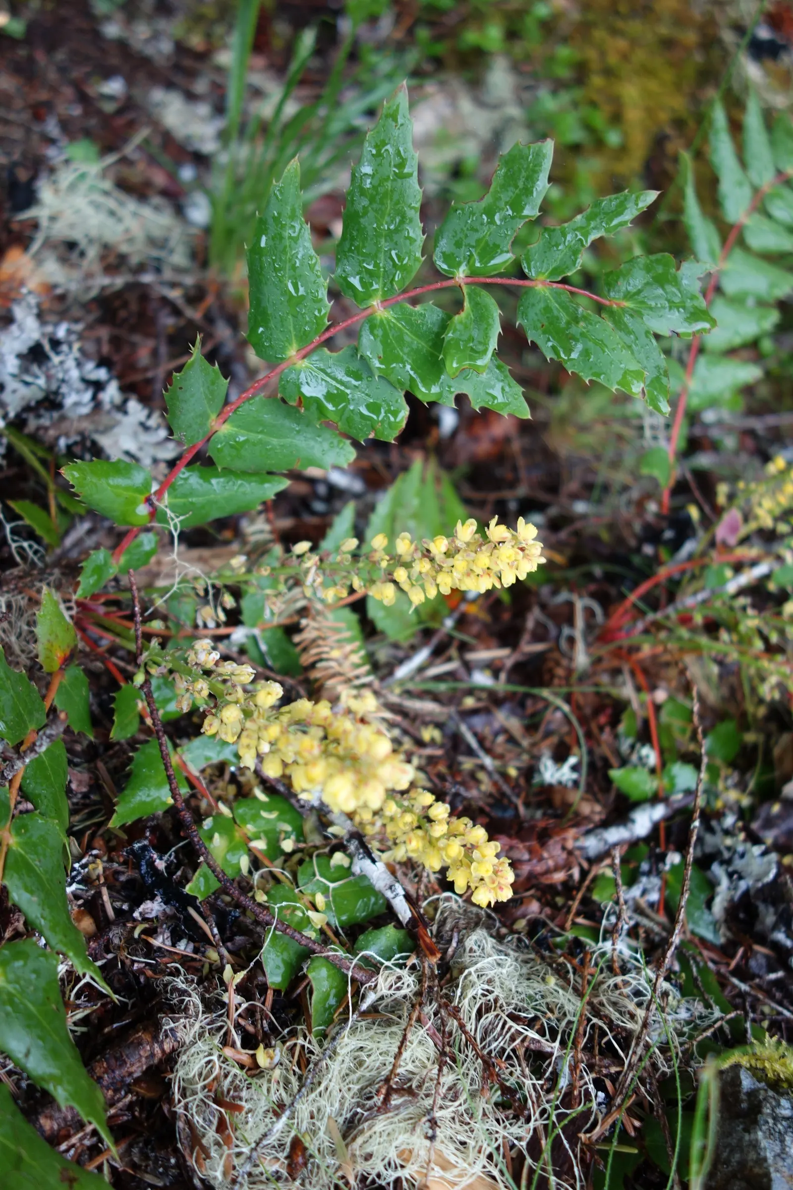 Oregon Grape (Mahonia Aquifolium) — is a distinguished evergreen shrub native to the Pacific Northwest; broadleaf evergreen / shrub for full or, image 69