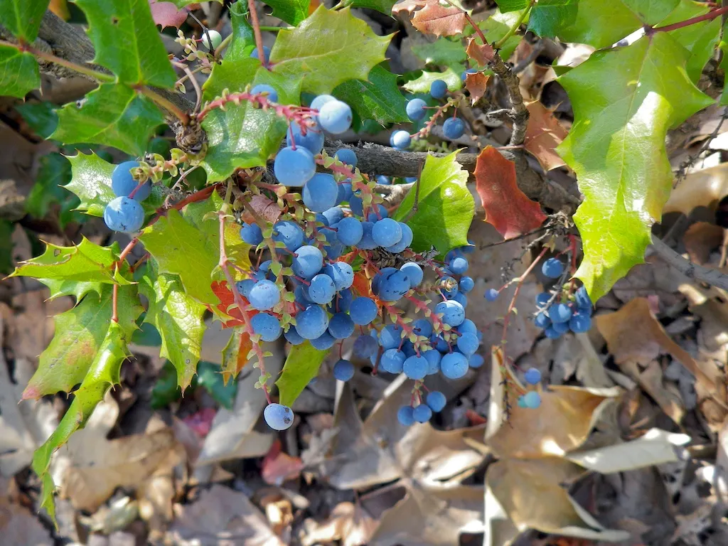 Oregon Grape (Mahonia Aquifolium) — each close to 3 inches in length; this low-maintenance plant thrives in partial to full shade, image 78