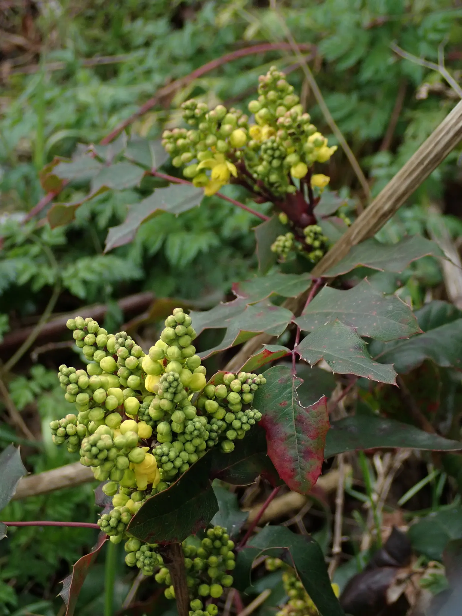 Oregon Grape (Mahonia Aquifolium) — Oregon Grape is a low-maintenance addition to the landscape; broadleaf evergreen / shrub with yellow blooms, image 86