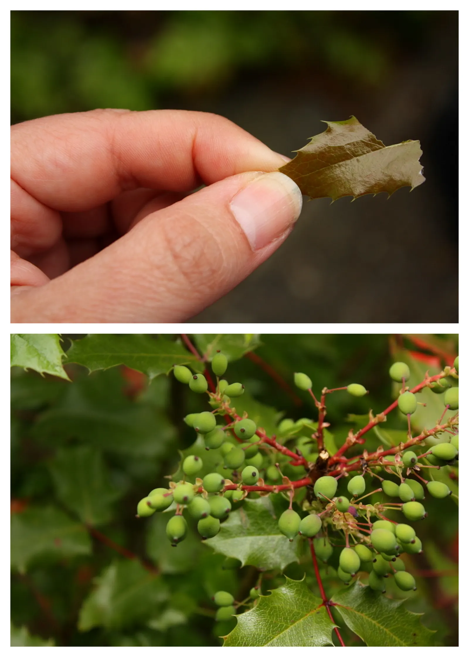 Oregon Grape (Mahonia Aquifolium) — Oregon Grape is a low-maintenance addition to the landscape; broadleaf evergreen / shrub with yellow blooms