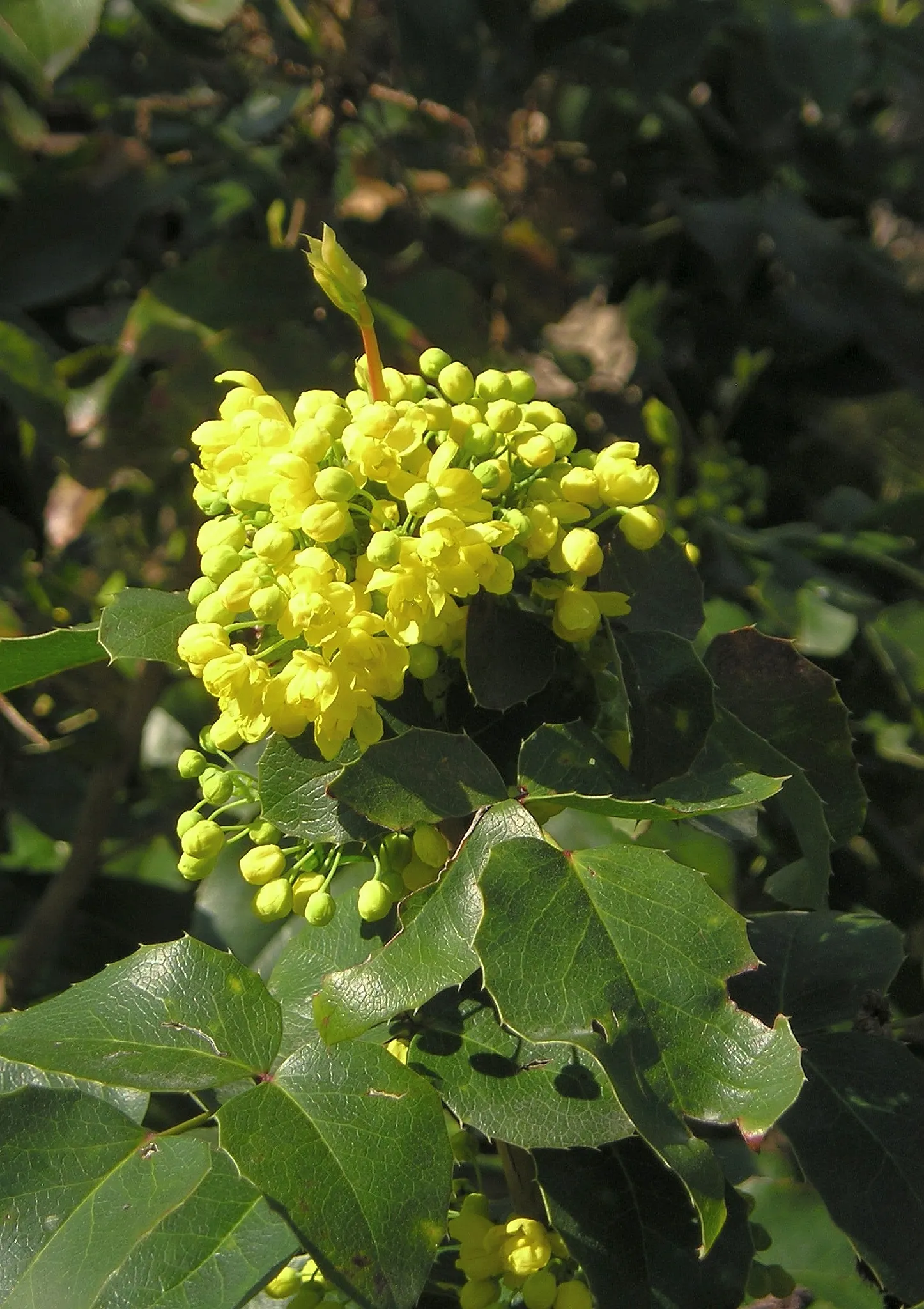 Oregon Grape (Mahonia Aquifolium) — this plant typically achieves a height of 3 to 6 feet and spreads approximately 2 to 5 feet wide; yellow, image 73