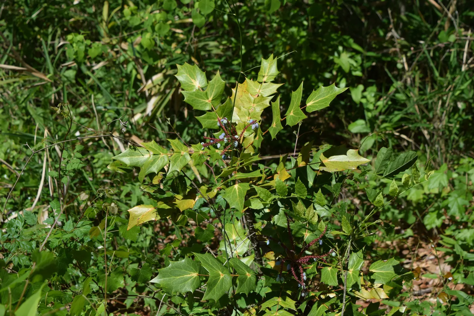 Oregon Grape (Mahonia Aquifolium) — and each leaflet measuring up to 3 inches long; with a moderate growth rate, image 165