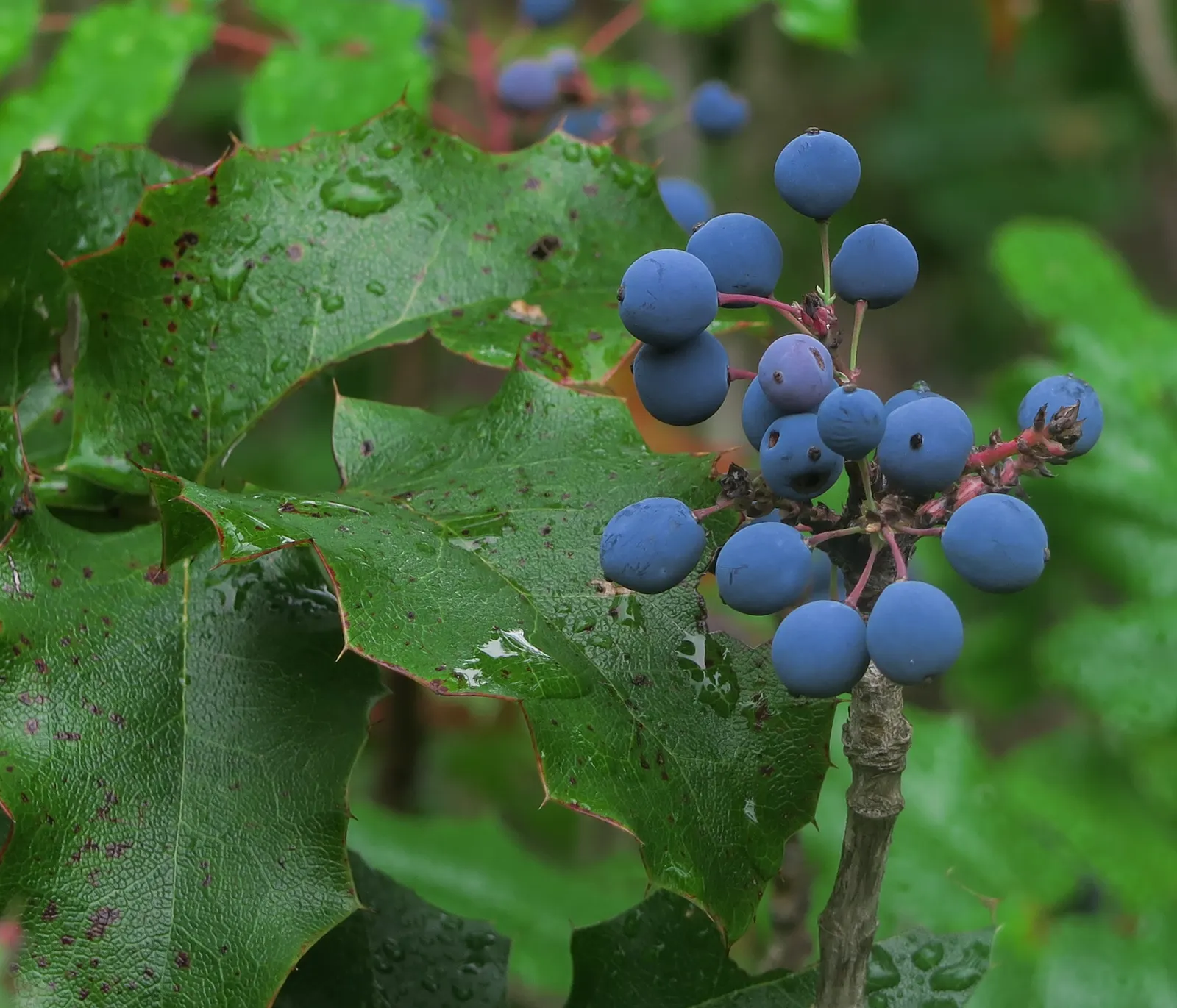 Oregon Grape (Mahonia Aquifolium) — provided that the soil is not overly wet; and each leaflet measuring up to 3 inches long