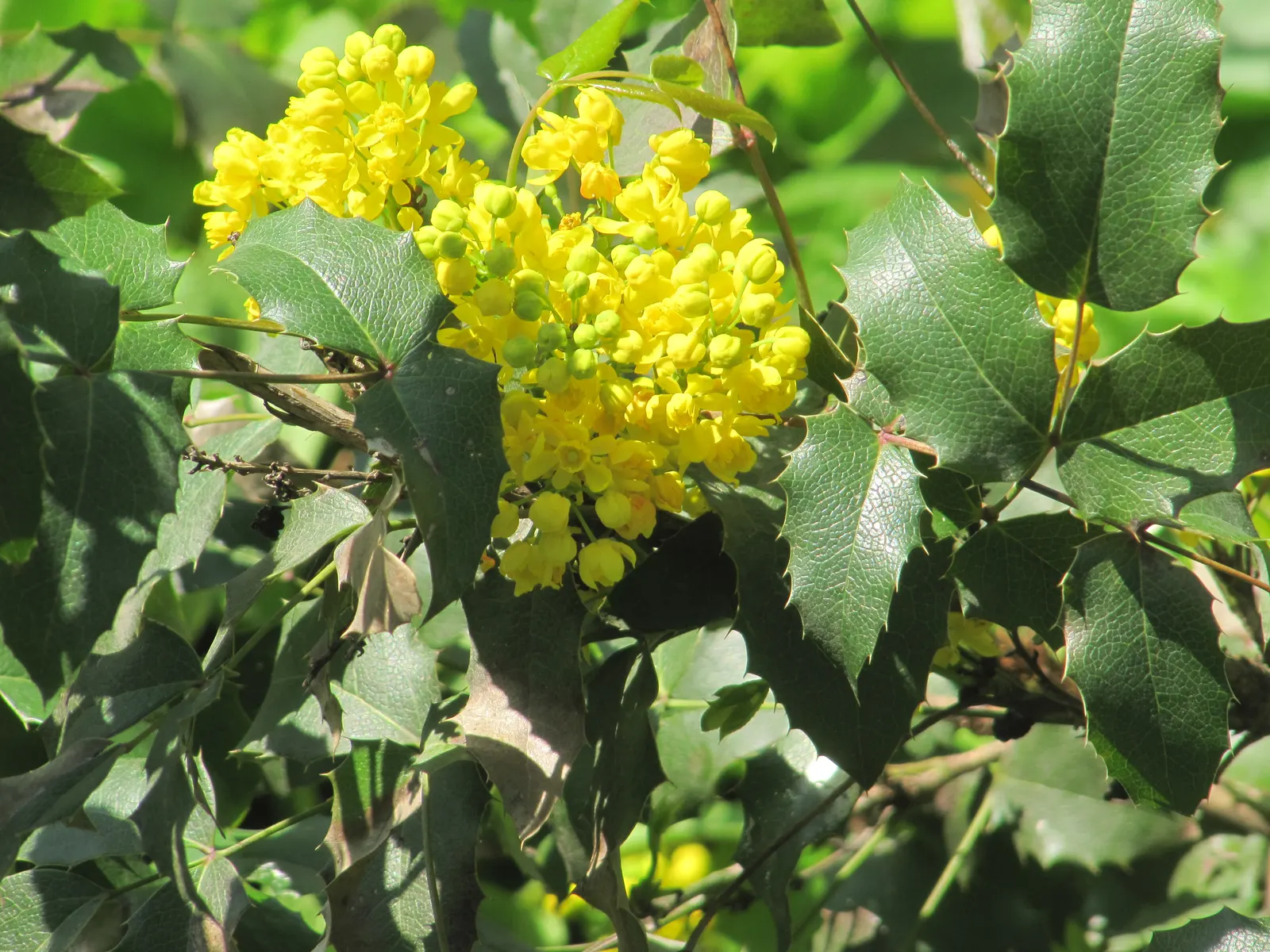 Oregon Grape (Mahonia Aquifolium) — the Oregon Grape produces vibrant yellow flower clusters; oregon Grape is a low-maintenance addition to the, image 77