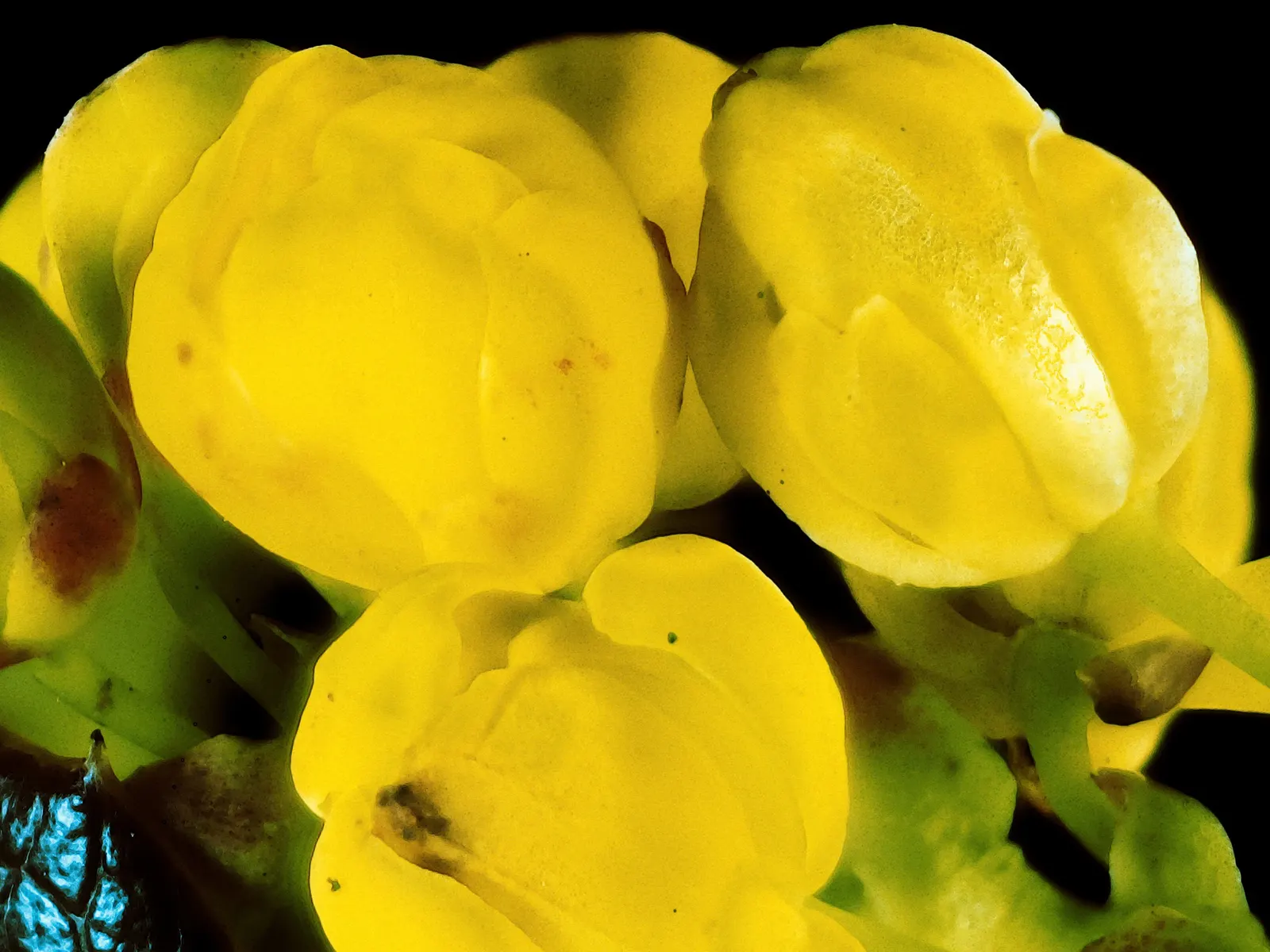 Oregon Grape (Mahonia Aquifolium) — broadleaf evergreen / shrub for full or half or shade; requiring minimal care beyond occasional pruning to maintain its