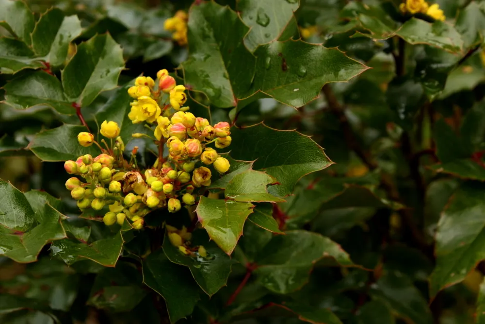 Oregon Grape (Mahonia Aquifolium) — edible blue-black berries by late summer; it is admired for both its ornamental and ecological value