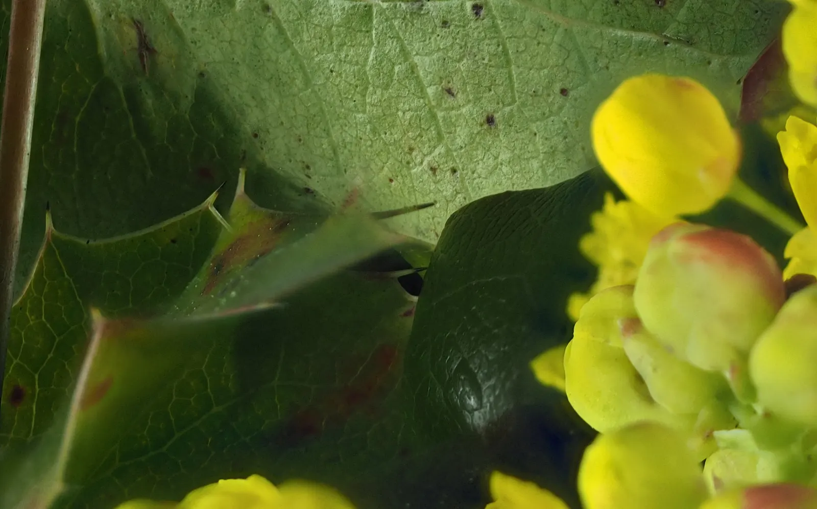 Oregon Grape (Mahonia Aquifolium) — It is adaptable to a range of soil conditions; oregon Grape (Mahonia aquifolium) is an evergreen shrub with holly-like