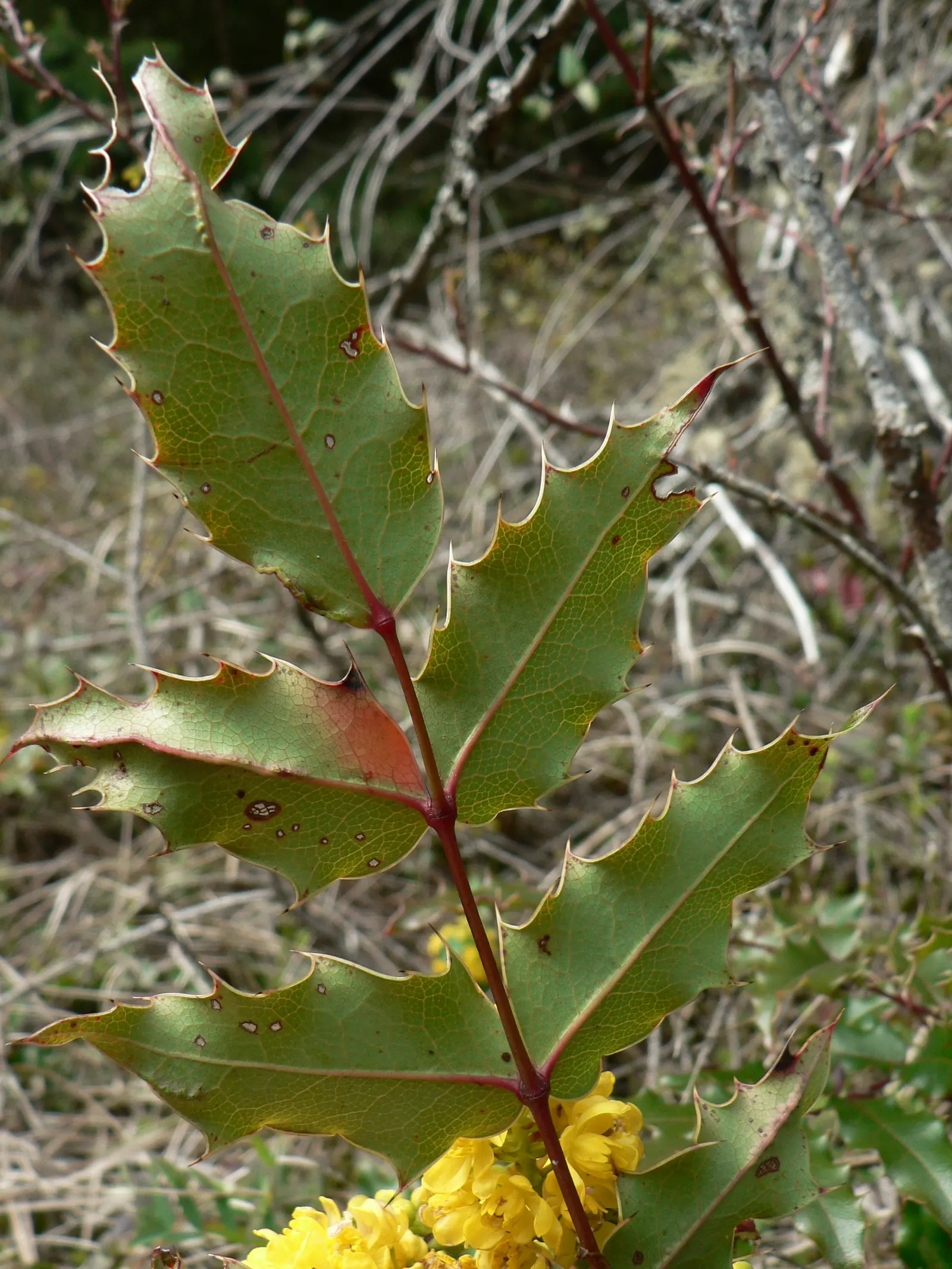 Oregon Grape (Mahonia Aquifolium) — attract various bird species; the Oregon Grape produces vibrant yellow flower clusters, image 80